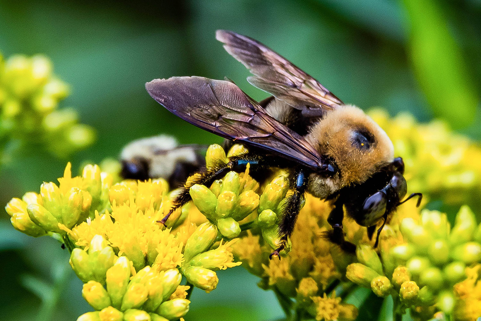 Eastern Carpenter Bees (Xylocopa virginica)