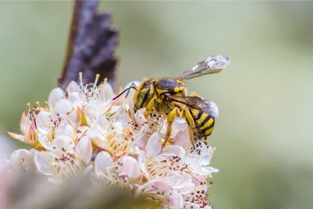 European Wool Carder Bees (Anthidium manicatum)