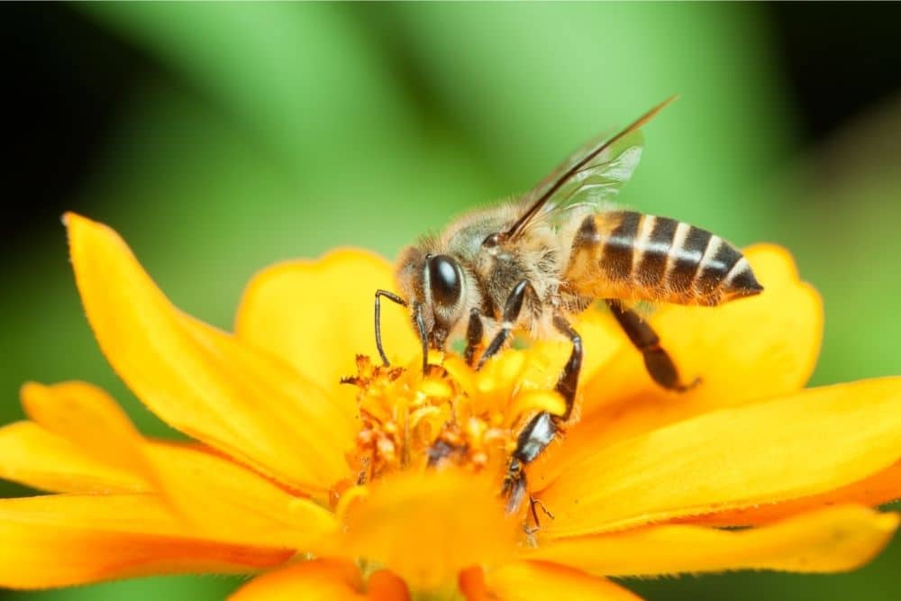 Honey Bees (Apis mellifera)
