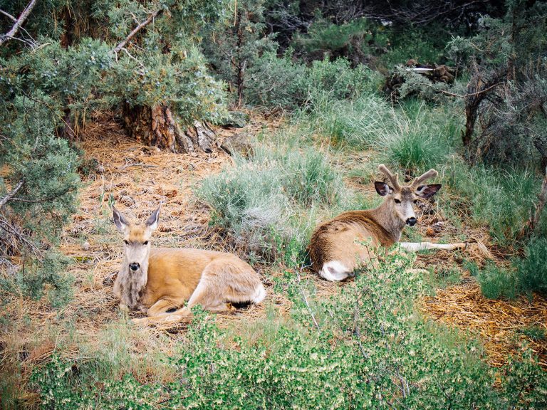 These are the best deer repellents for your lawn and garden