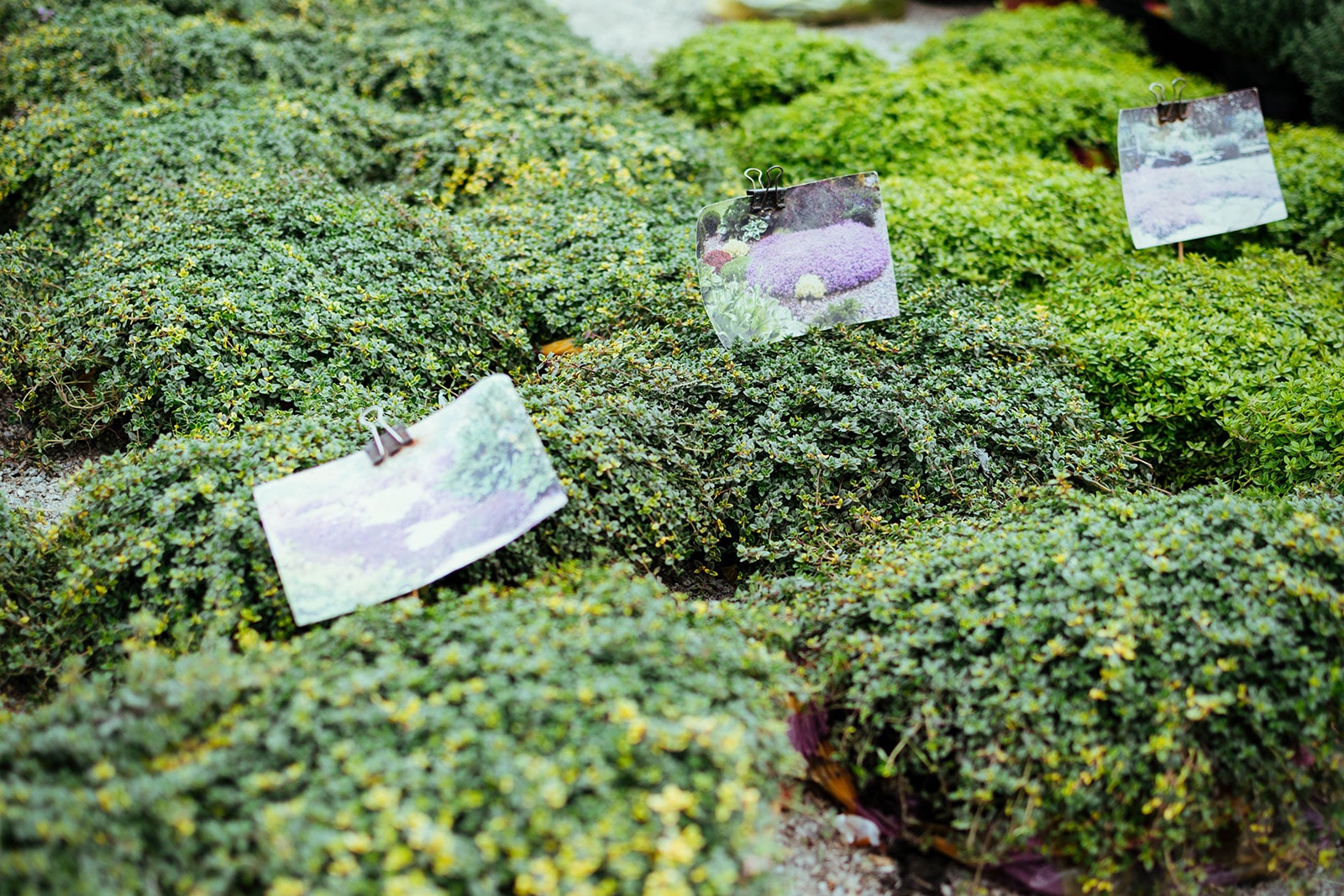 The prettiest and most resilient walkable ground covers for garden paths