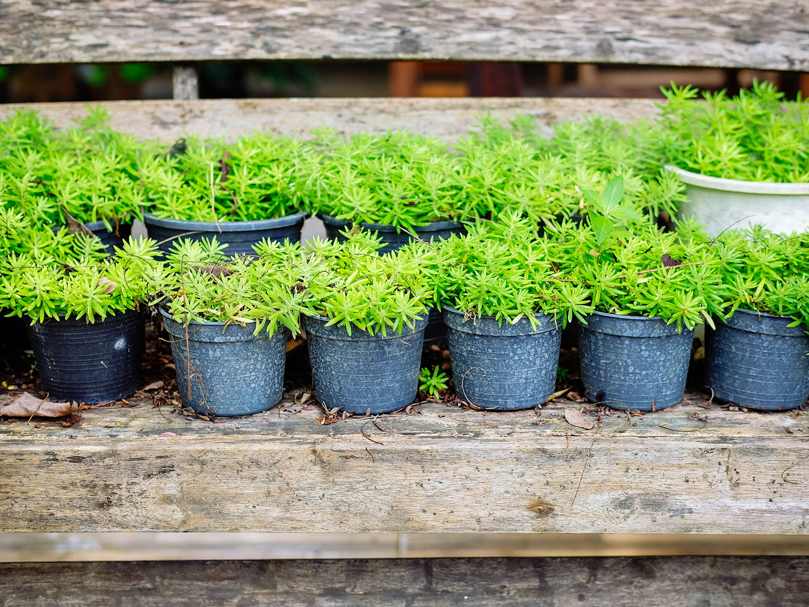 Group of potted sedum plants lined up on a wooden bench