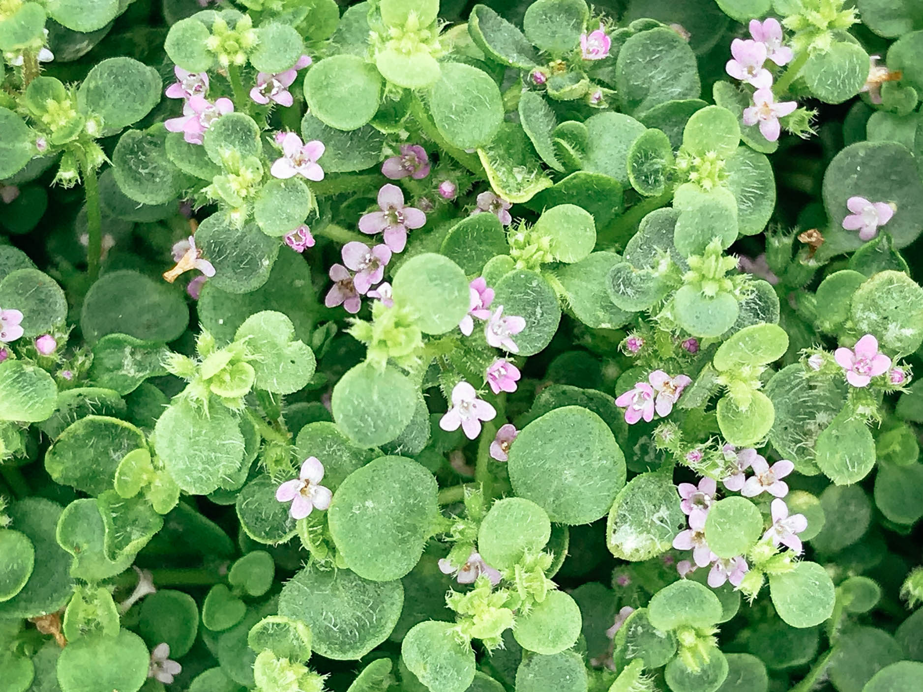 Corsican mint walkable groundcover