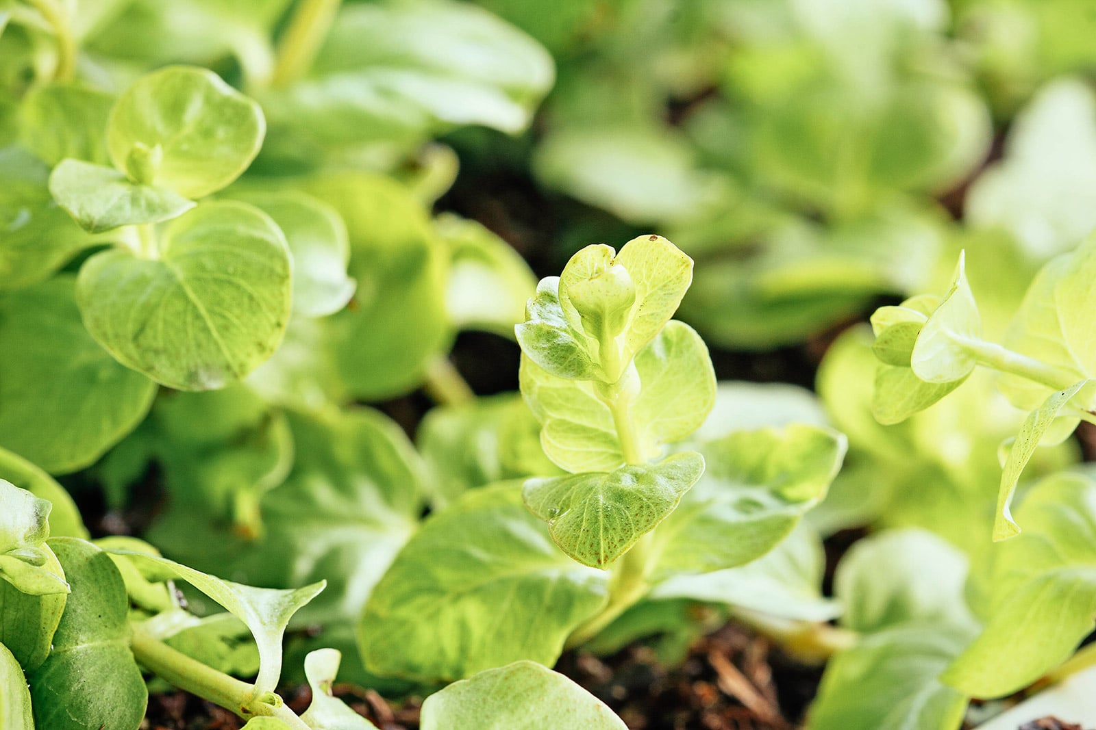 Close-up of creeping jenny ground cover