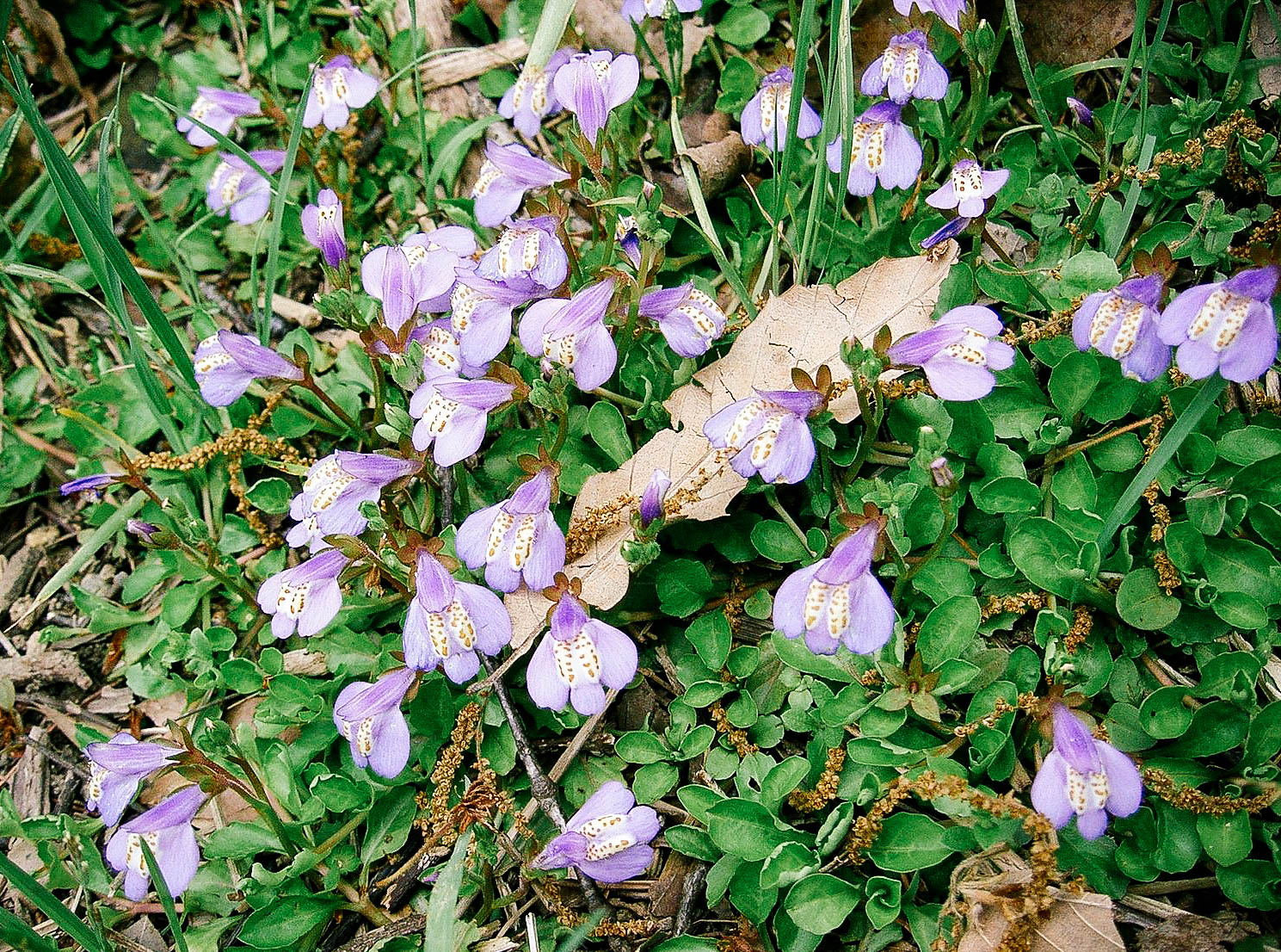 Creeping mazus ground cover