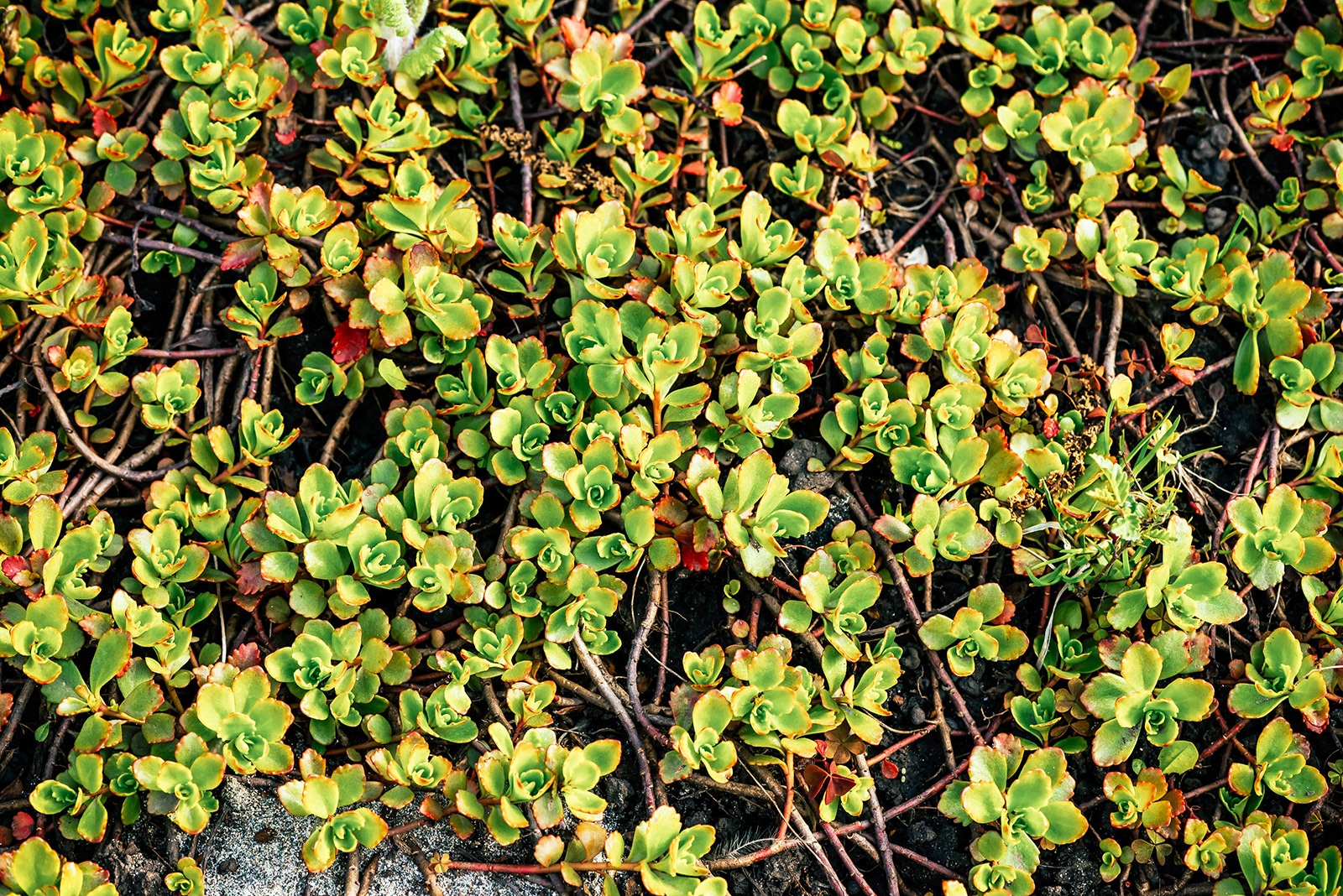 Sedum (stonecrop) stepable ground cover