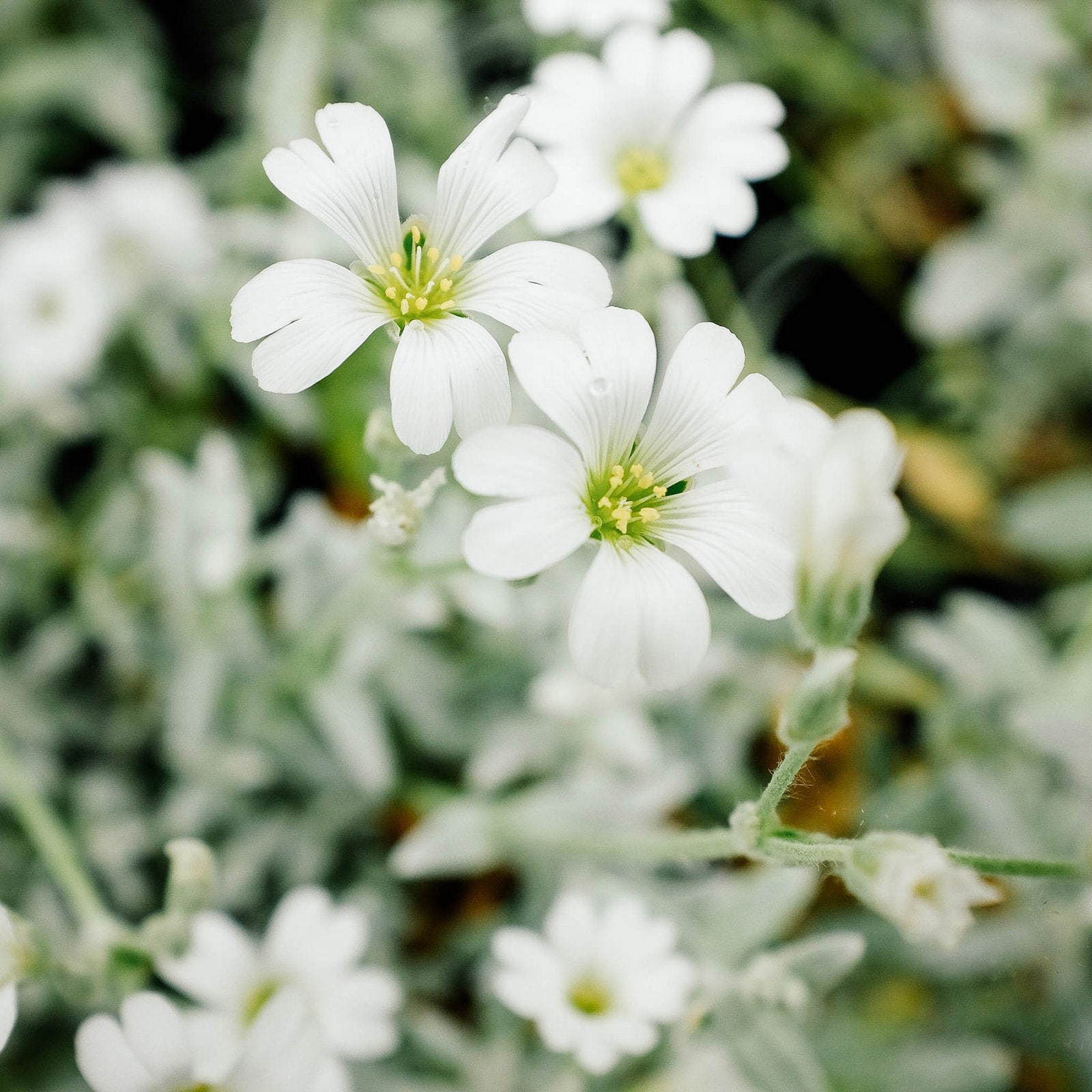 Close-up of blooming snow-in-summer ground cover flowers