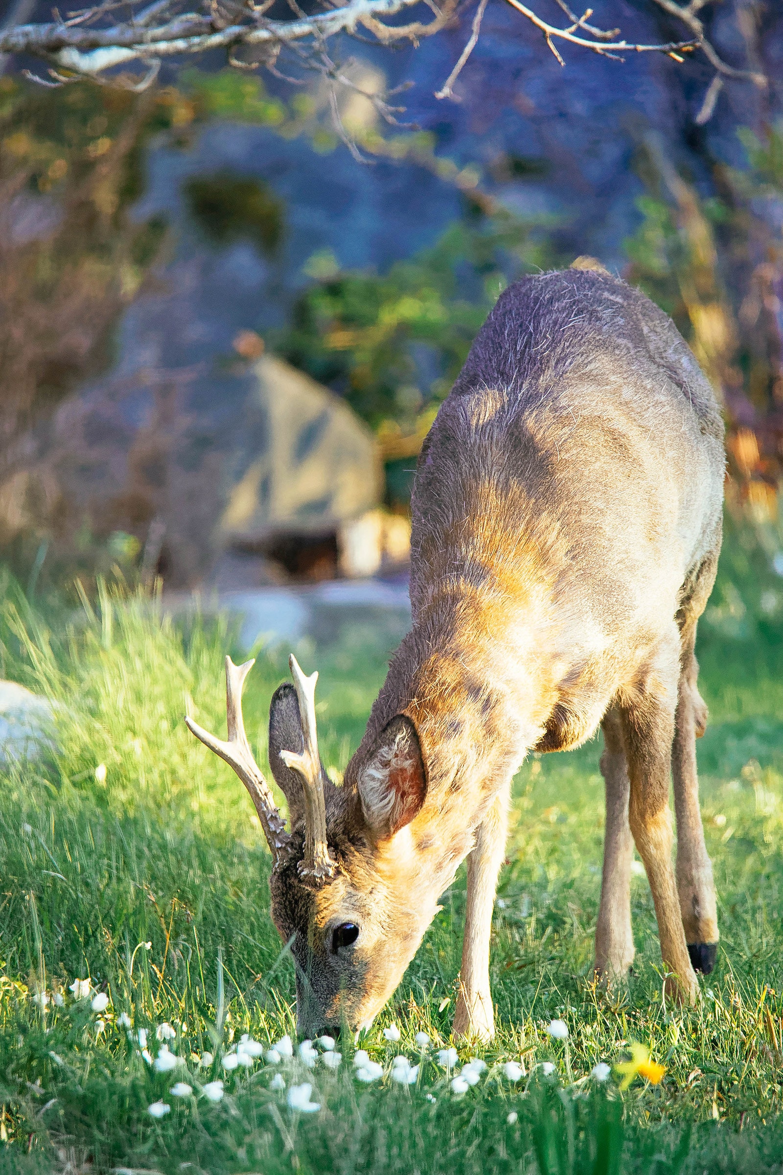 Deer grazing on grass