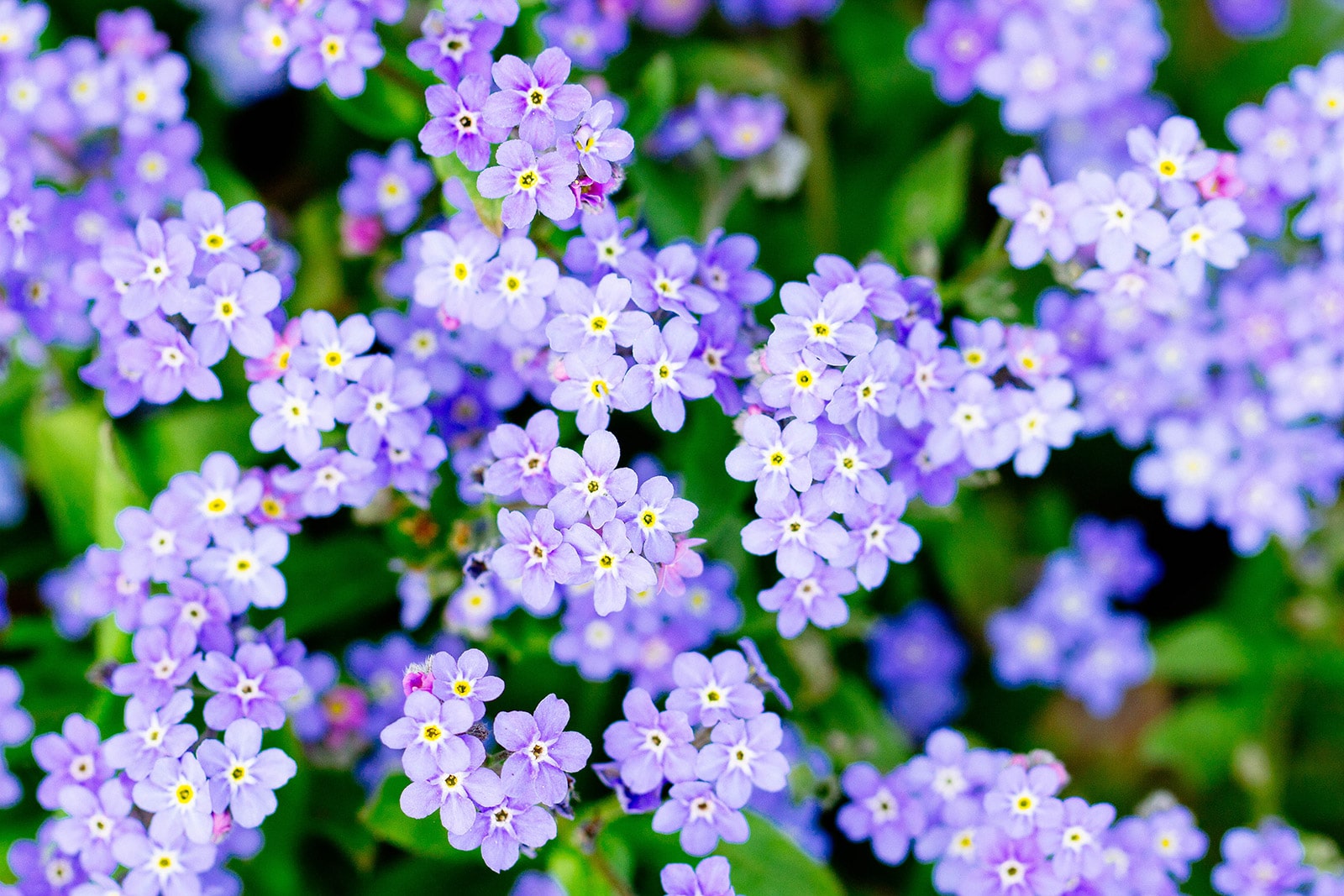 Forget-me-not flowers