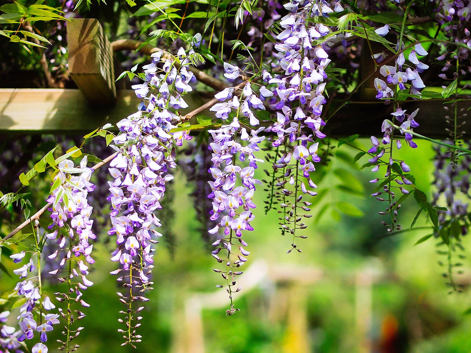Wisteria vines hanging off a pergola
