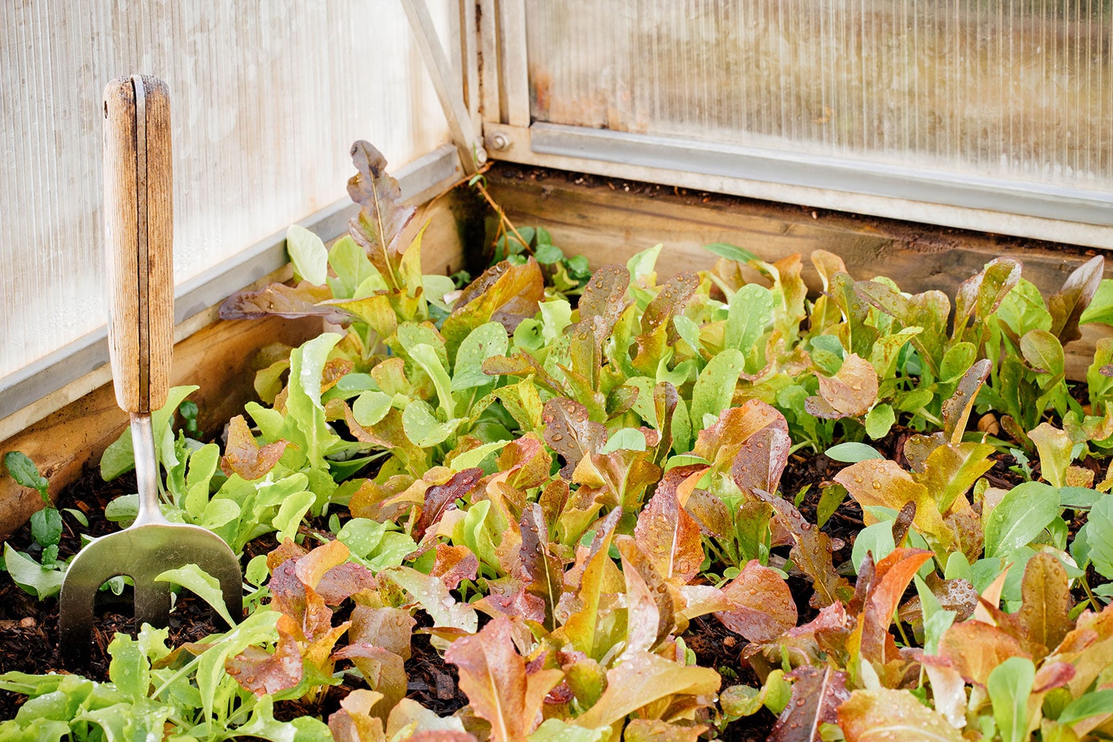 Red and green baby lettuce plants growing in a cold frame