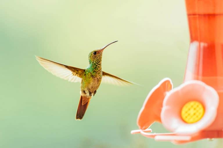 The best and easiest homemade hummingbird food recipe + what not to do