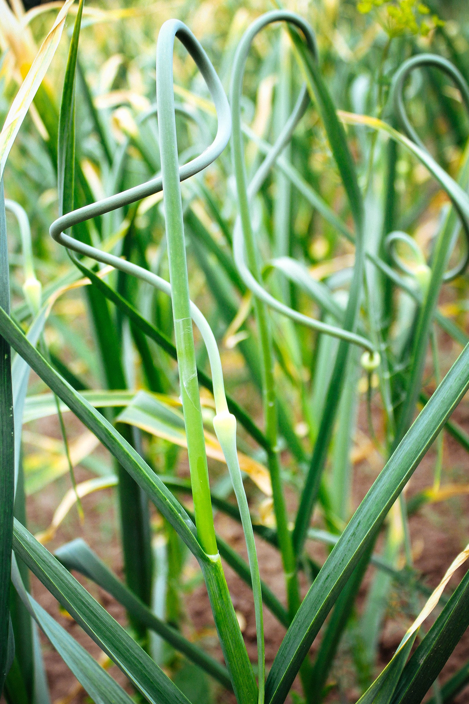 Scapes on hardneck garlic plants