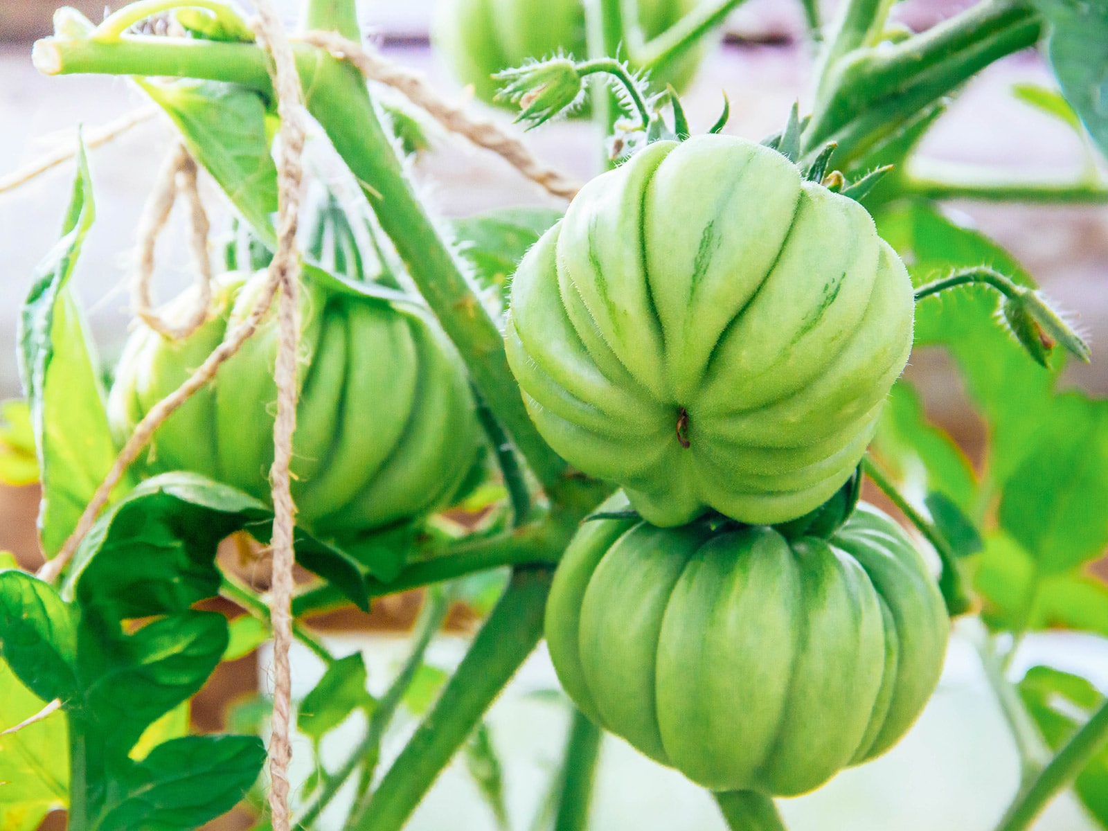 Ribbed green tomatoes maturing on the vine
