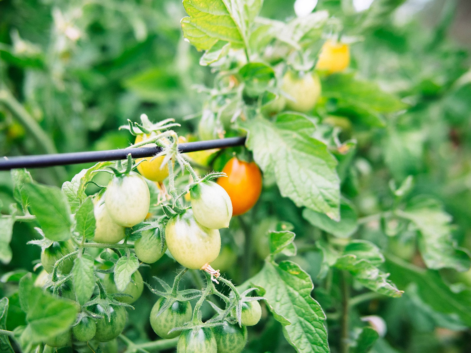 Cluster of grape tomatoes in various stages of ripeness on the vine