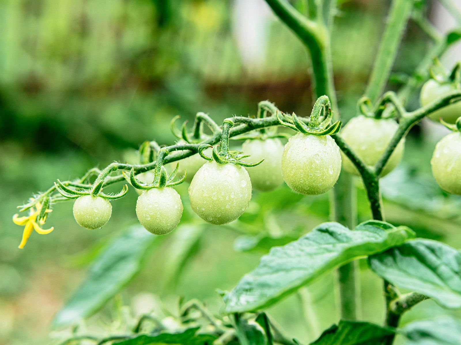 Cluster of unripe cherry tomatoes on the vine