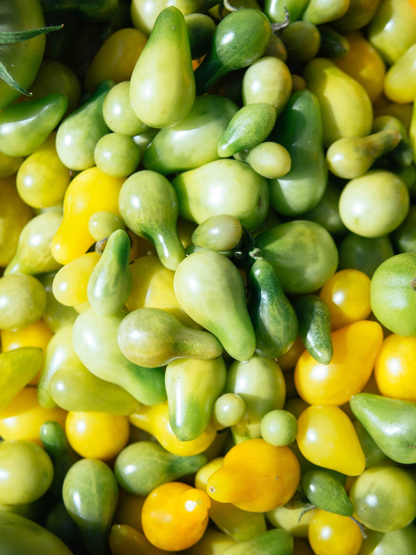 Pile of yellow and green cherry and grape tomatoes