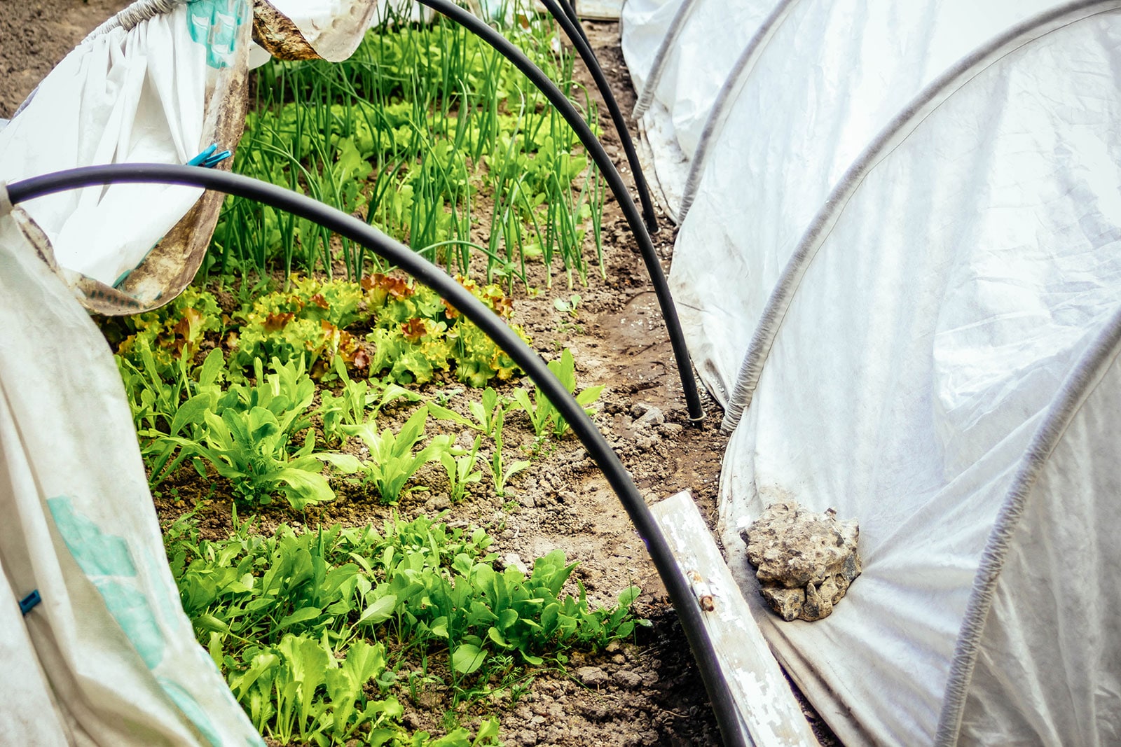 Fall and winter vegetables growing under two low tunnels
