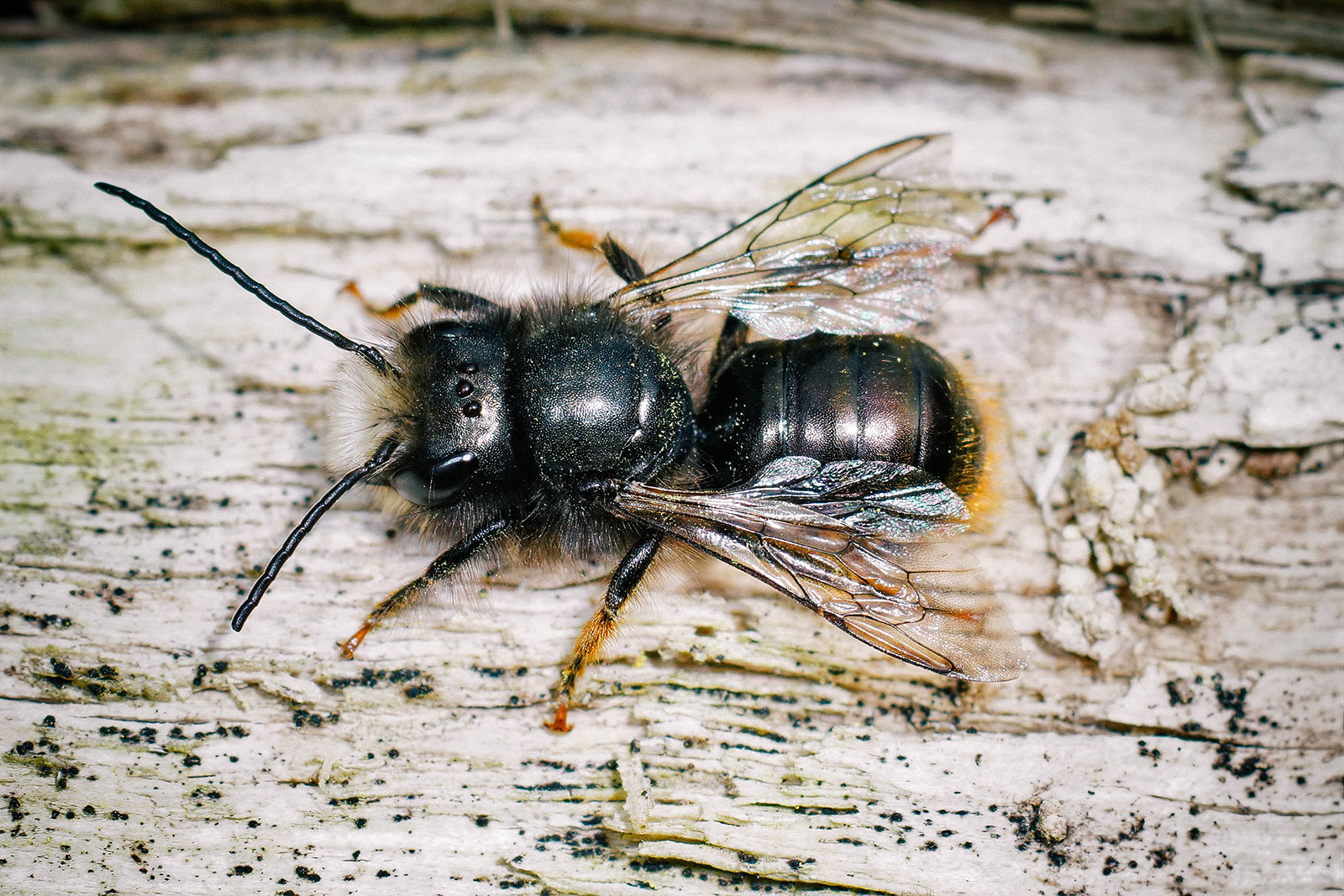Blue orchard mason bee (genus Osmia)