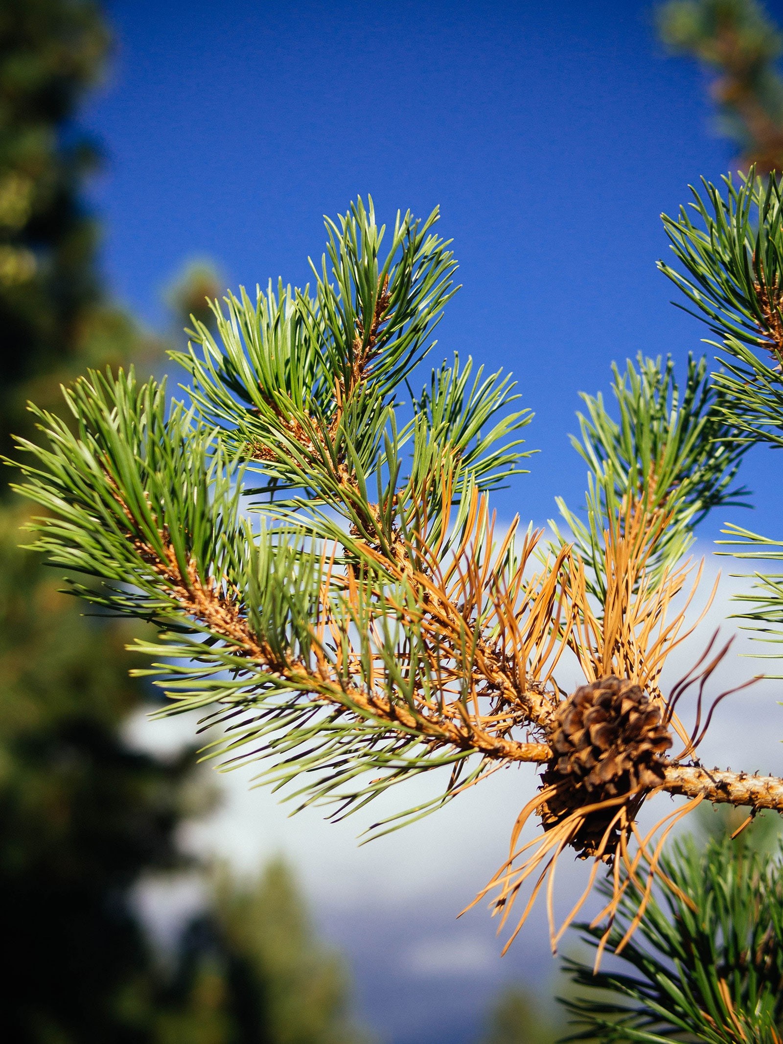 Pine tree branch shedding old needles in fall