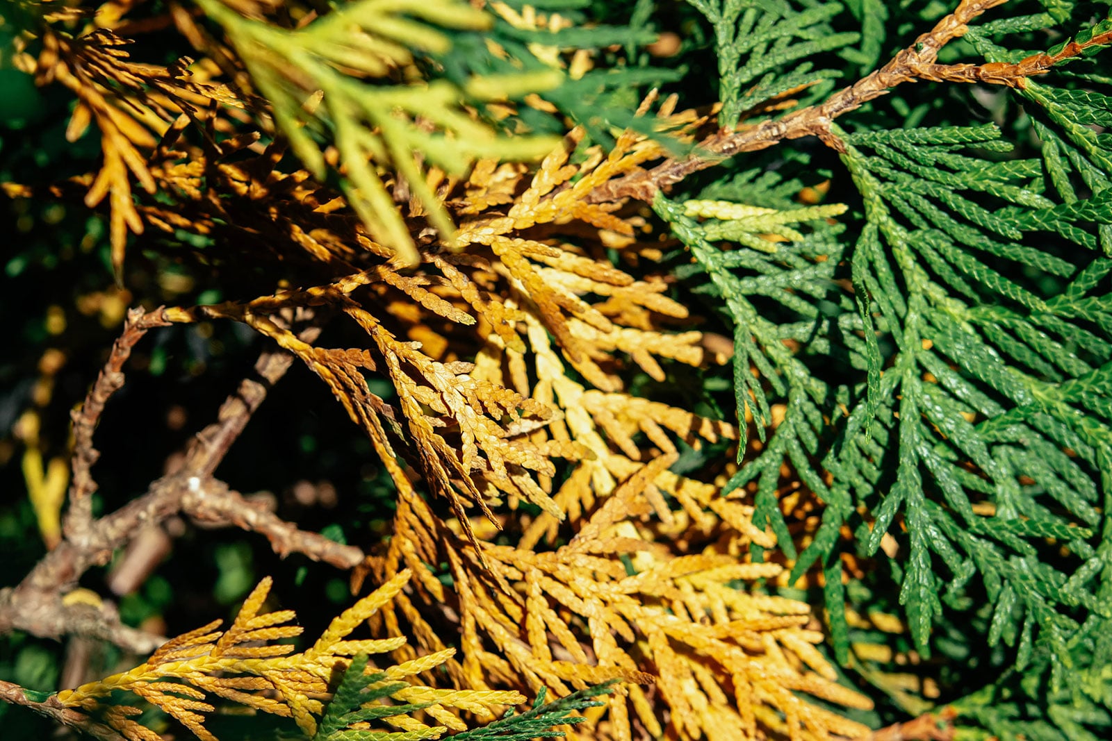 Arborvitae branch showing older needles next to new ones