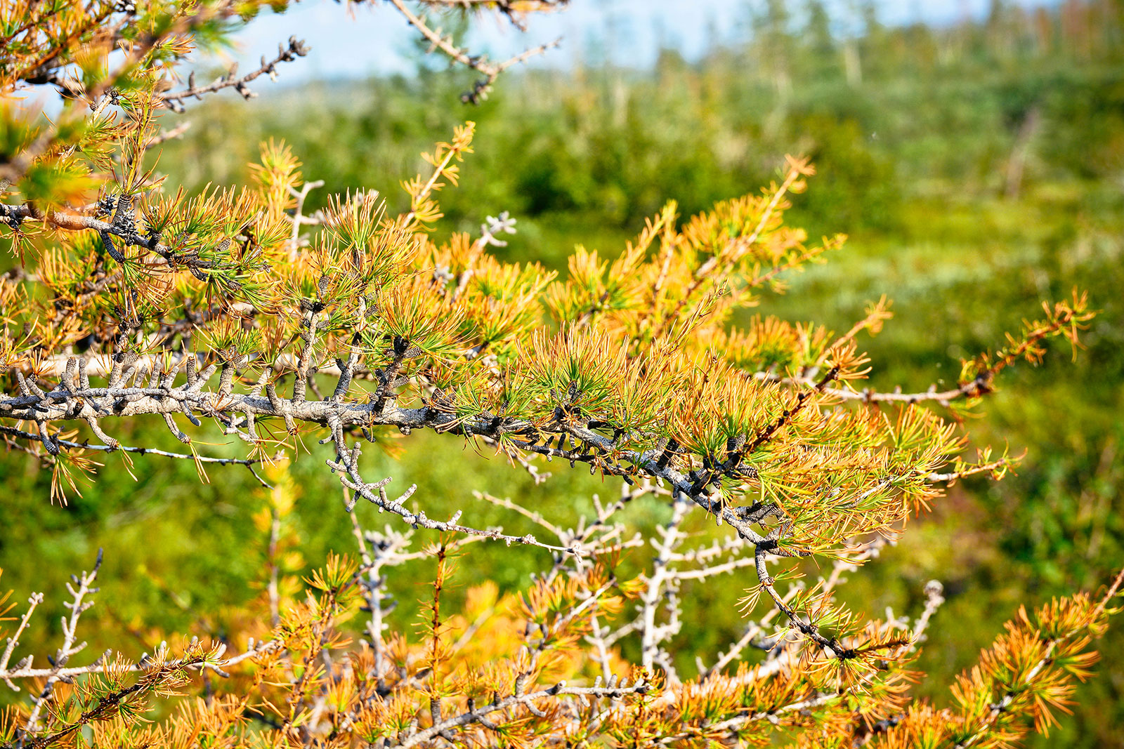 Larch tree (a deciduous conifer) with yellowing needles about to shed in fall