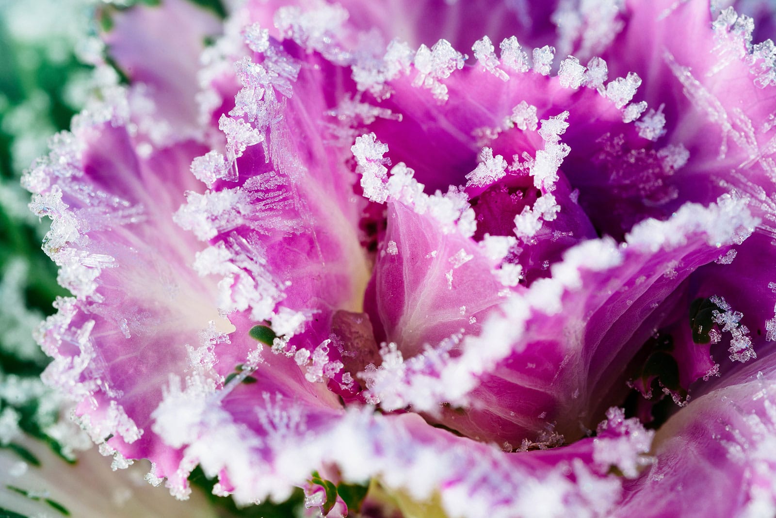 Vegetables for your winter garden that are more cold-hardy than kale