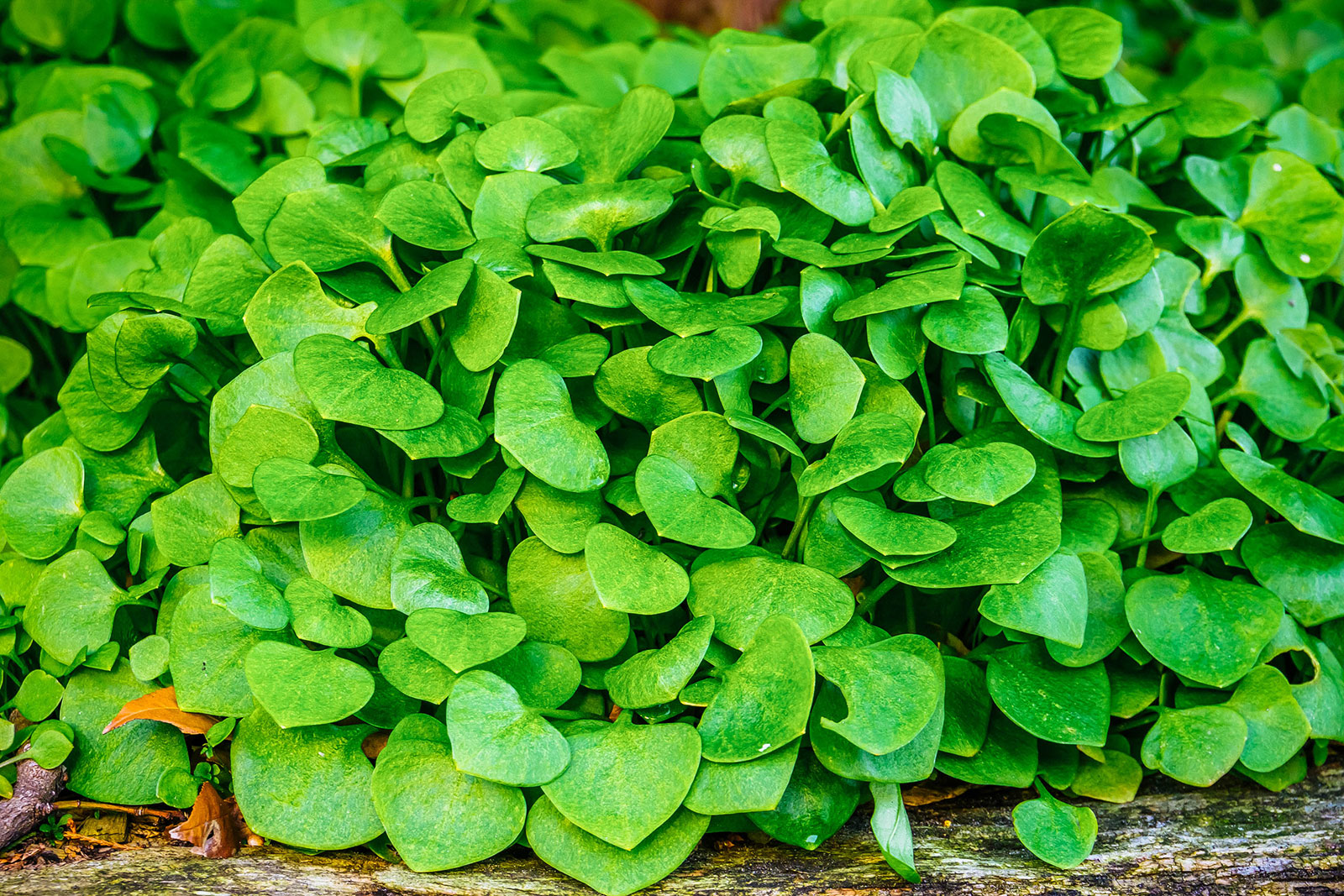 Cold-tolerant miner's lettuce (winter purslane)