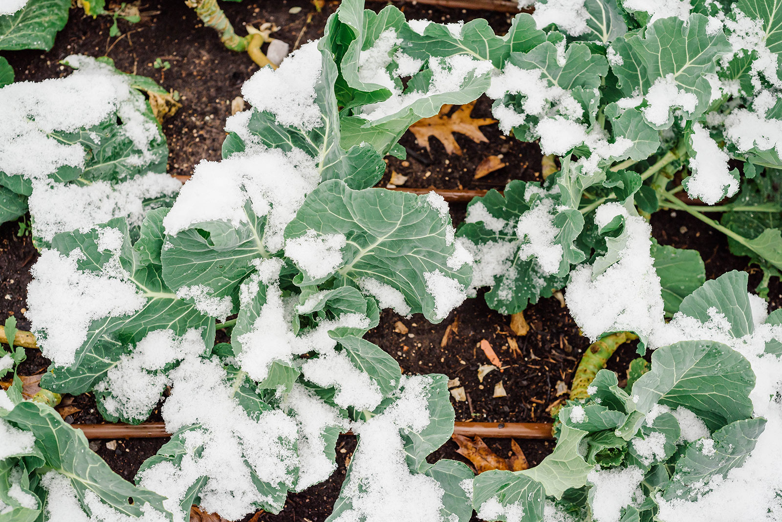 Snow-covered collard greens in a garden