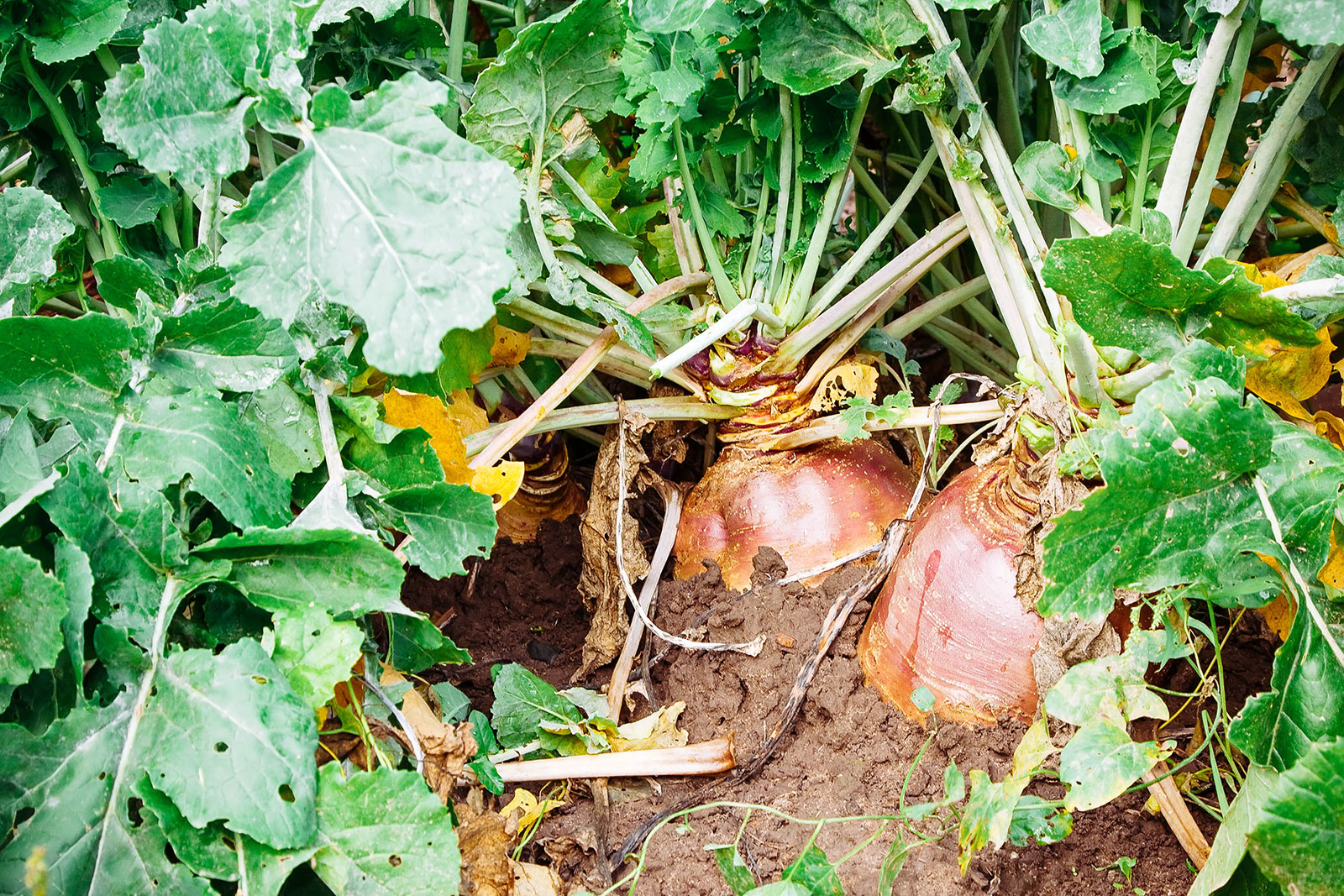 Two rutabaga plants growing in a garden