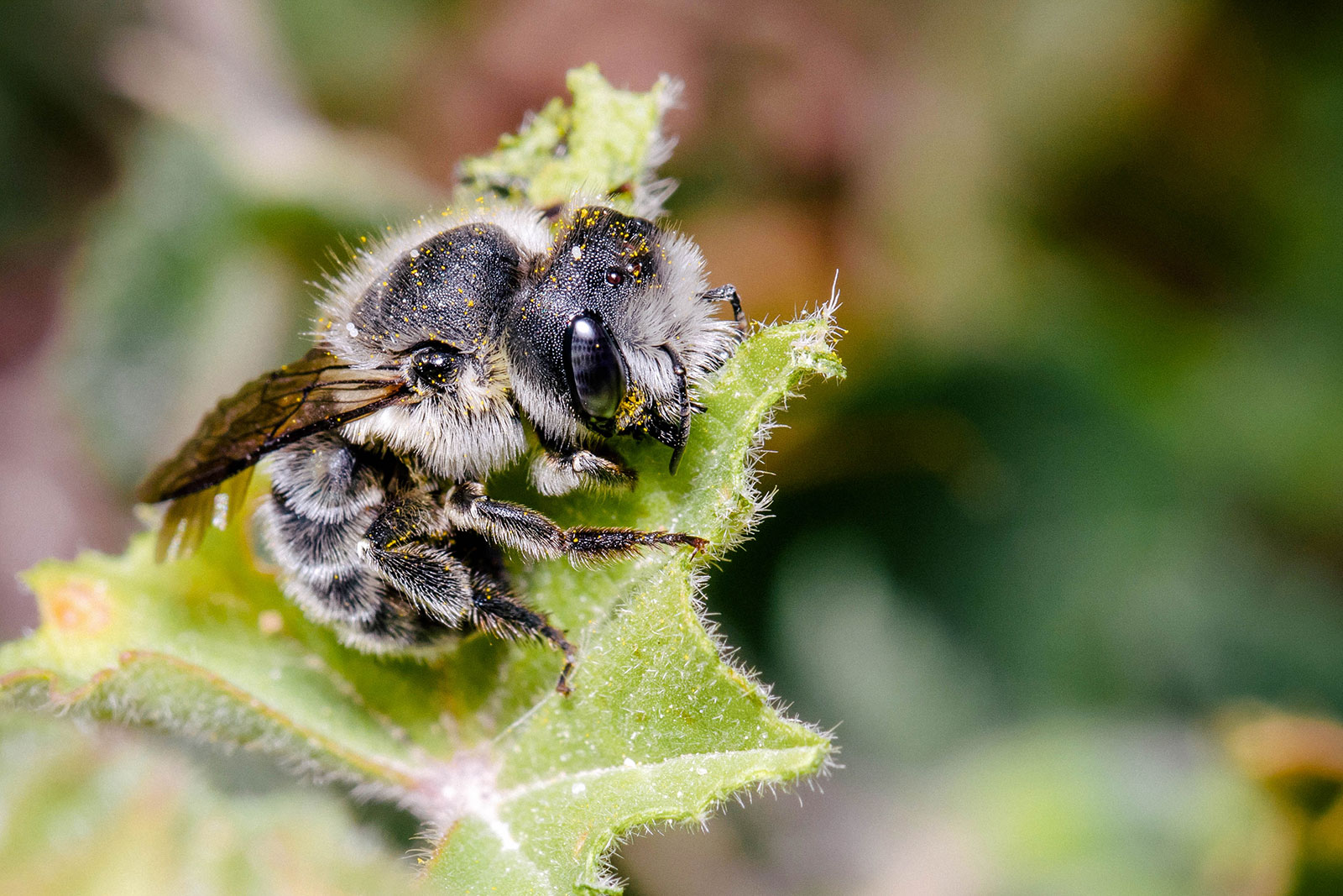 Leafcutter bee (Megachile latreille)