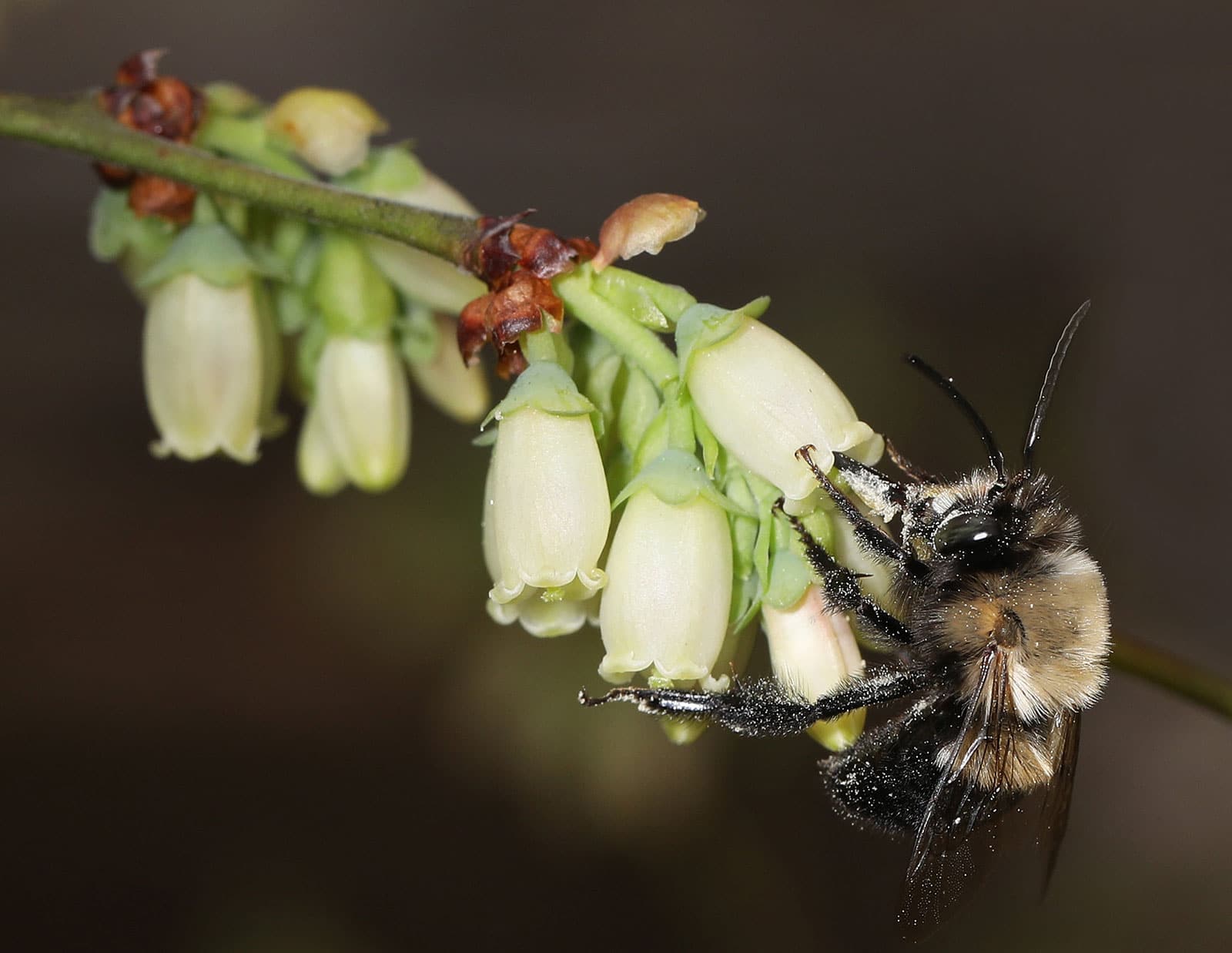 Southeastern blueberry bee (Habropoda laboriosa) feeding on blueberry flowers