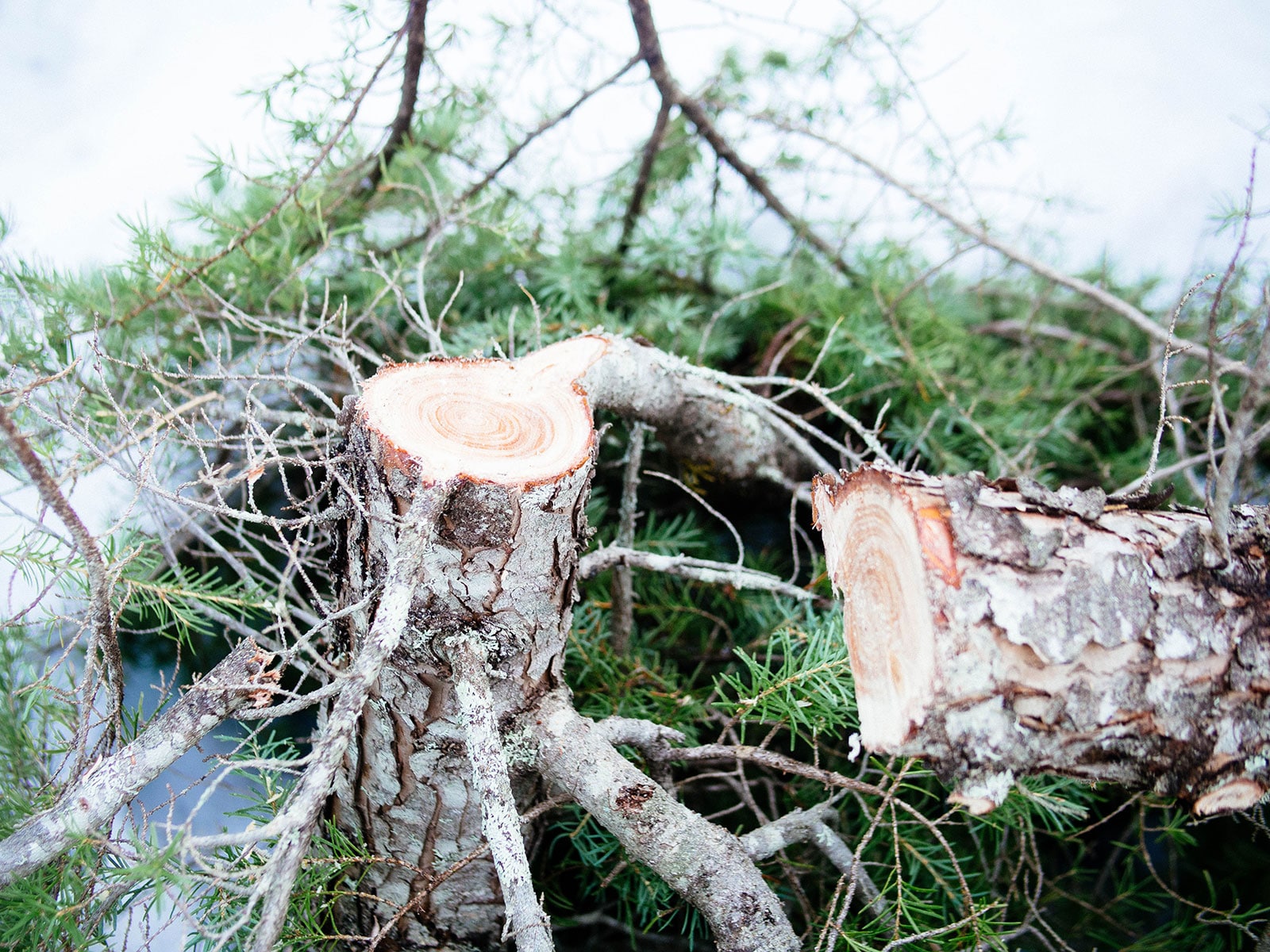 Properly cut tree stump in the forest