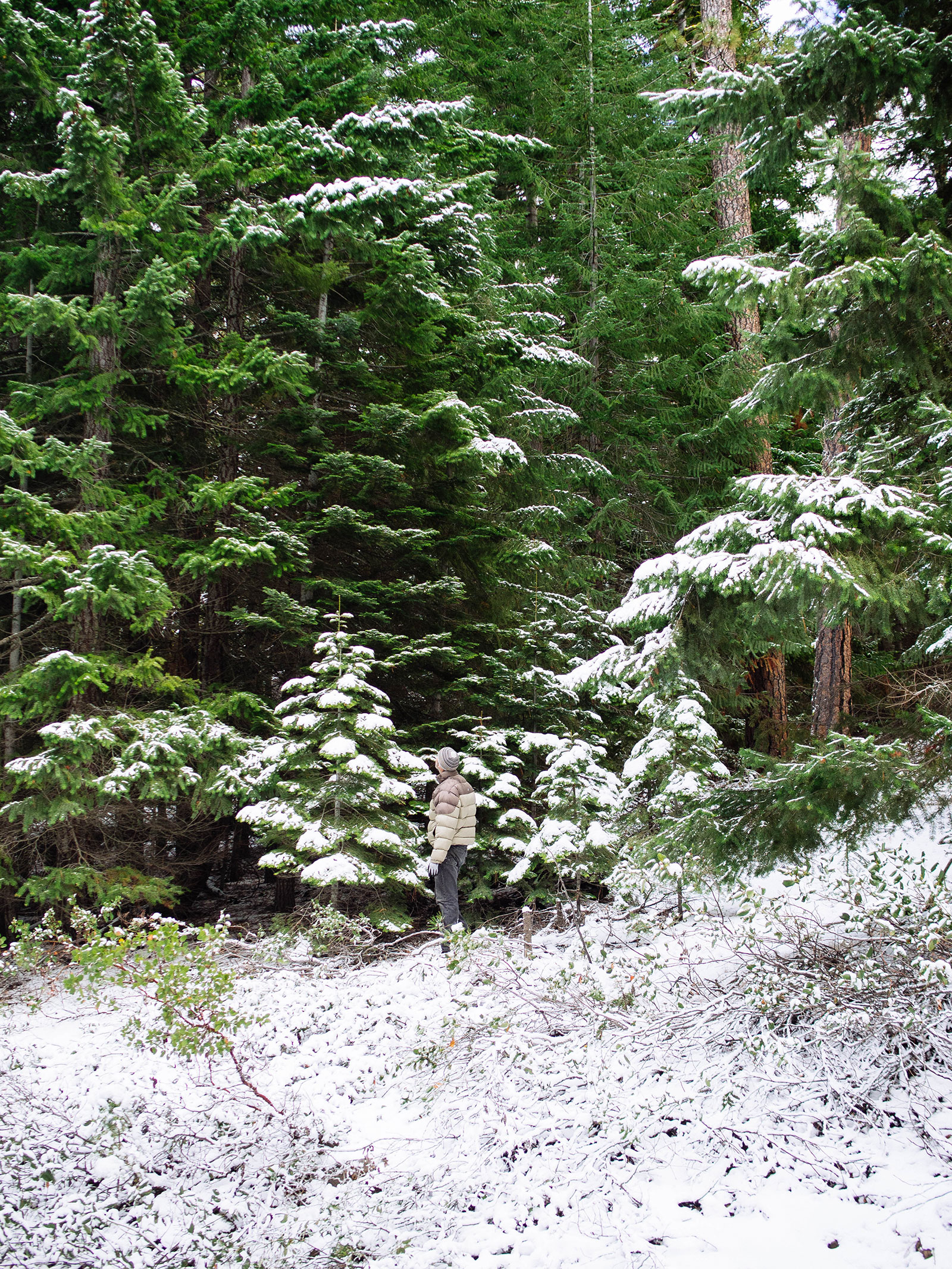 Man searching for potential Christmas trees in an Oregon national forest