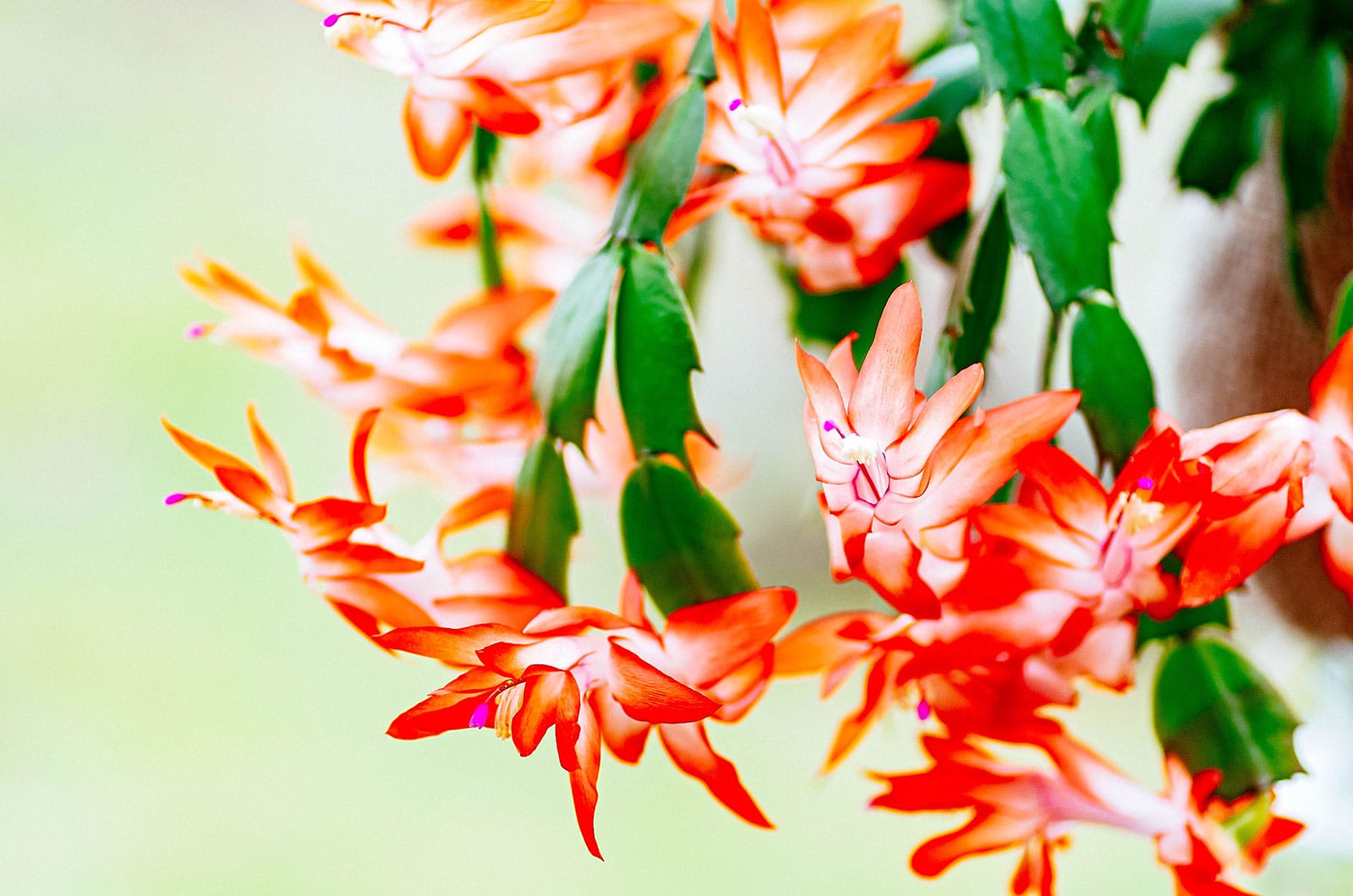 Thanksgiving cactus plant with pointed leaf segments and orange flowers