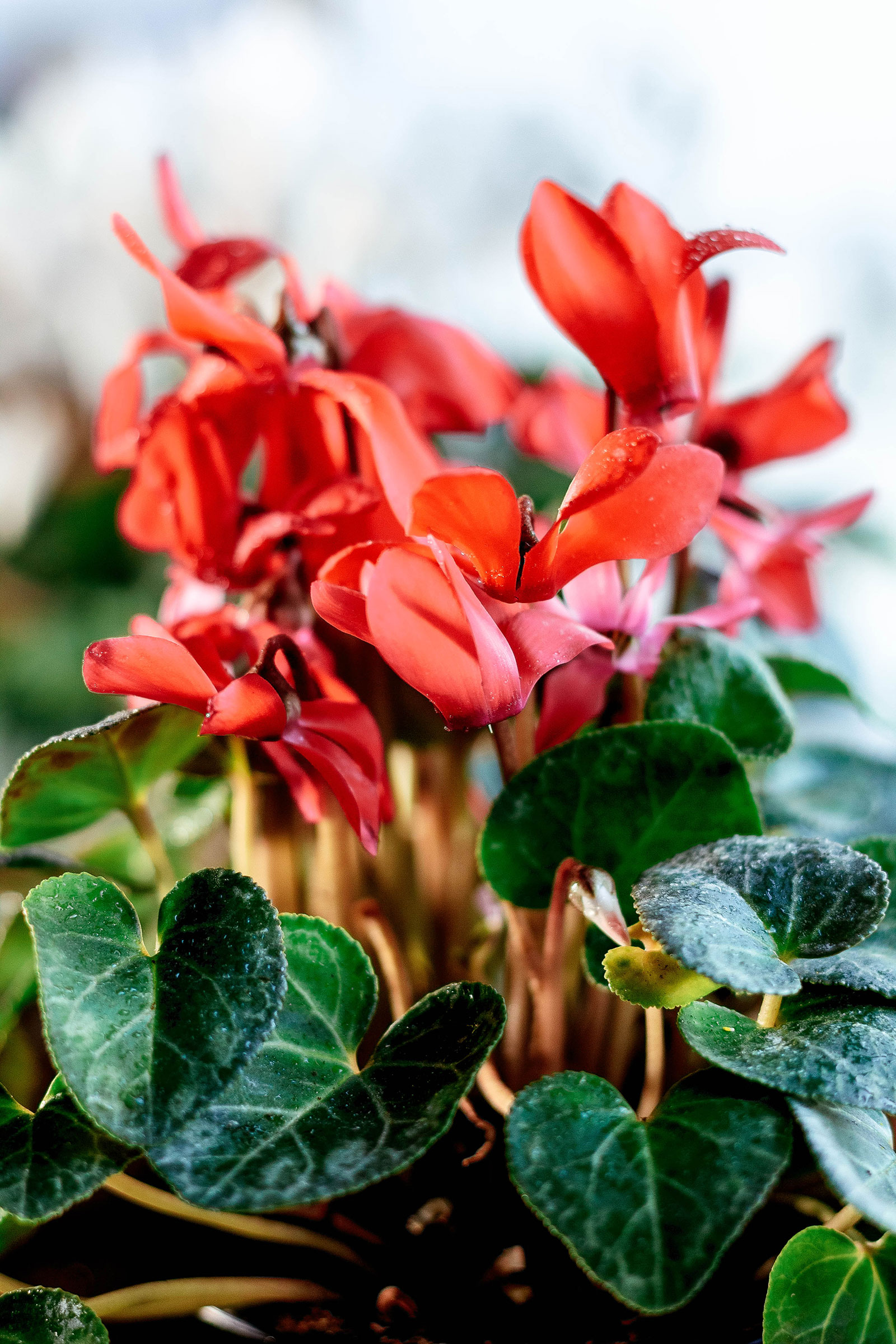 Red cyclamen flowers
