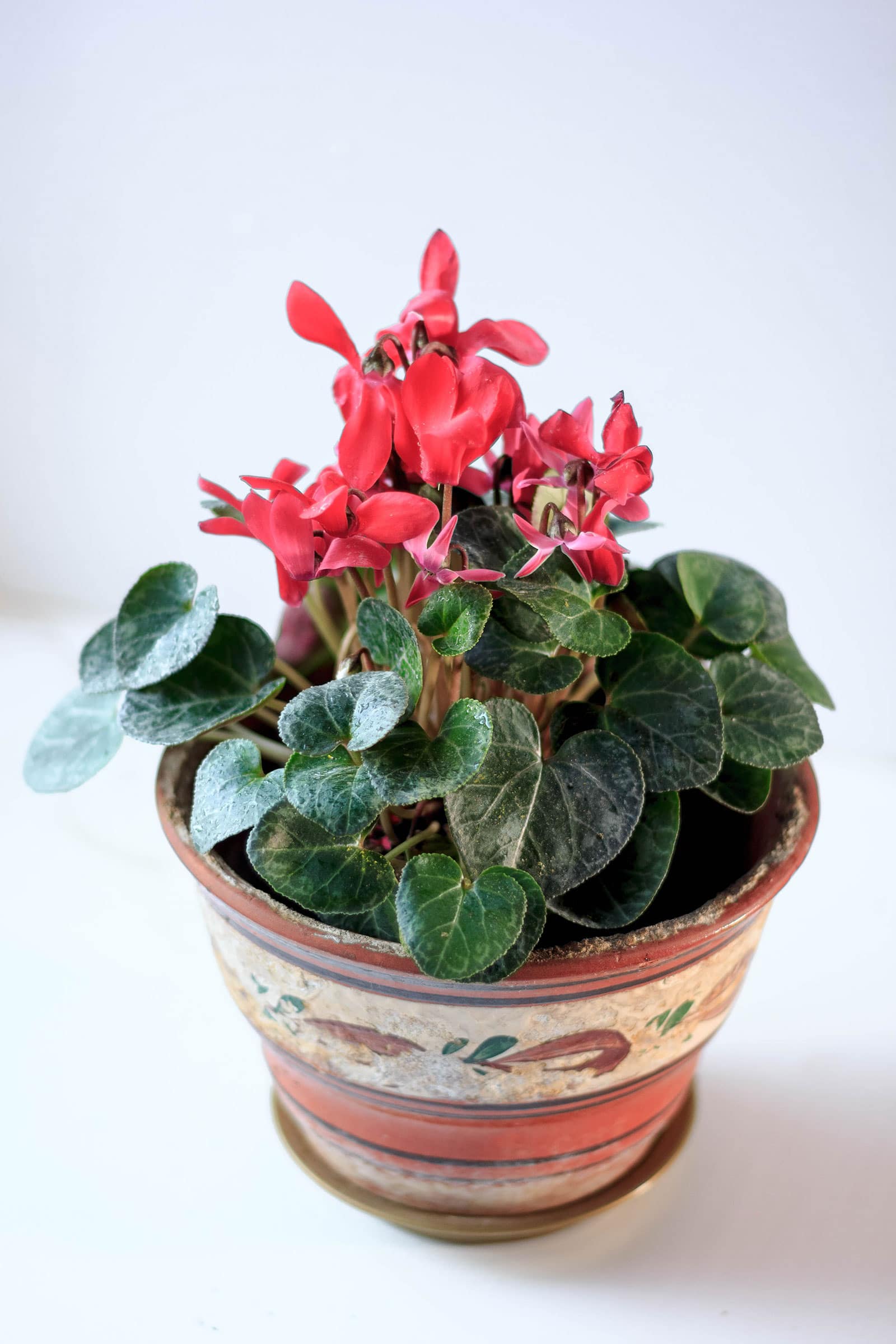 A red cyclamen houseplant in a decorative ceramic pot, shot against a white background