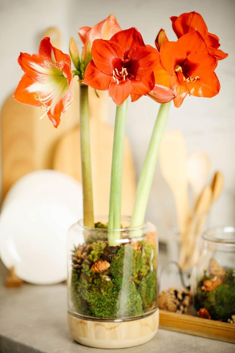 Grow amazing amaryllis: complete guide to caring for amaryllis (Hippeastrum)