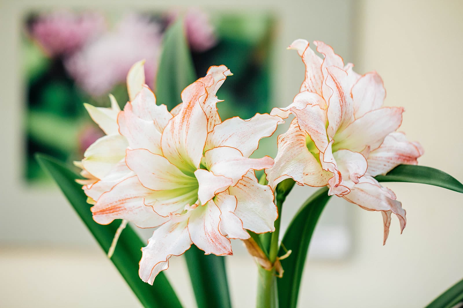 Indoor amaryllis plant featuring double white blooms edged in crisp red (picotee variety)
