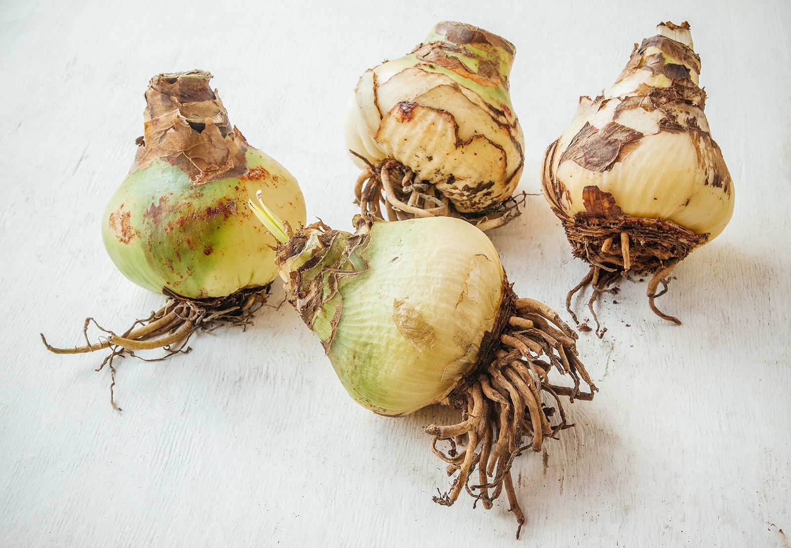 Four amaryllis (Hippeastrum) bulbs on a white wooden surface