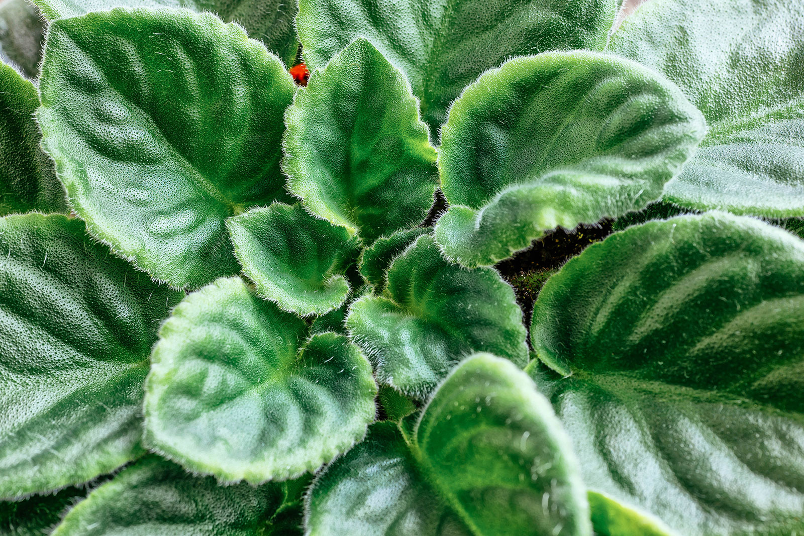 Close-up of glossy, fuzzy, medium-green African violet leaves
