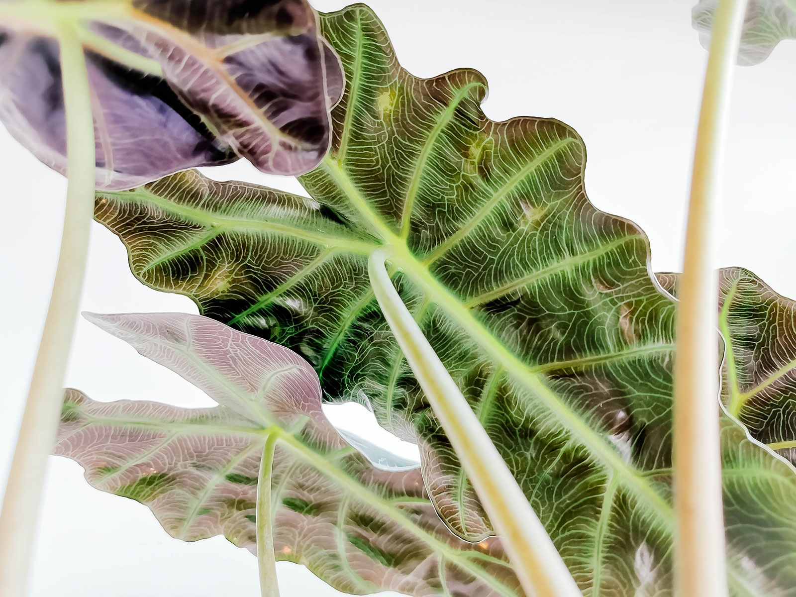 Underside of an Alocasia amazonica Polly leaf
