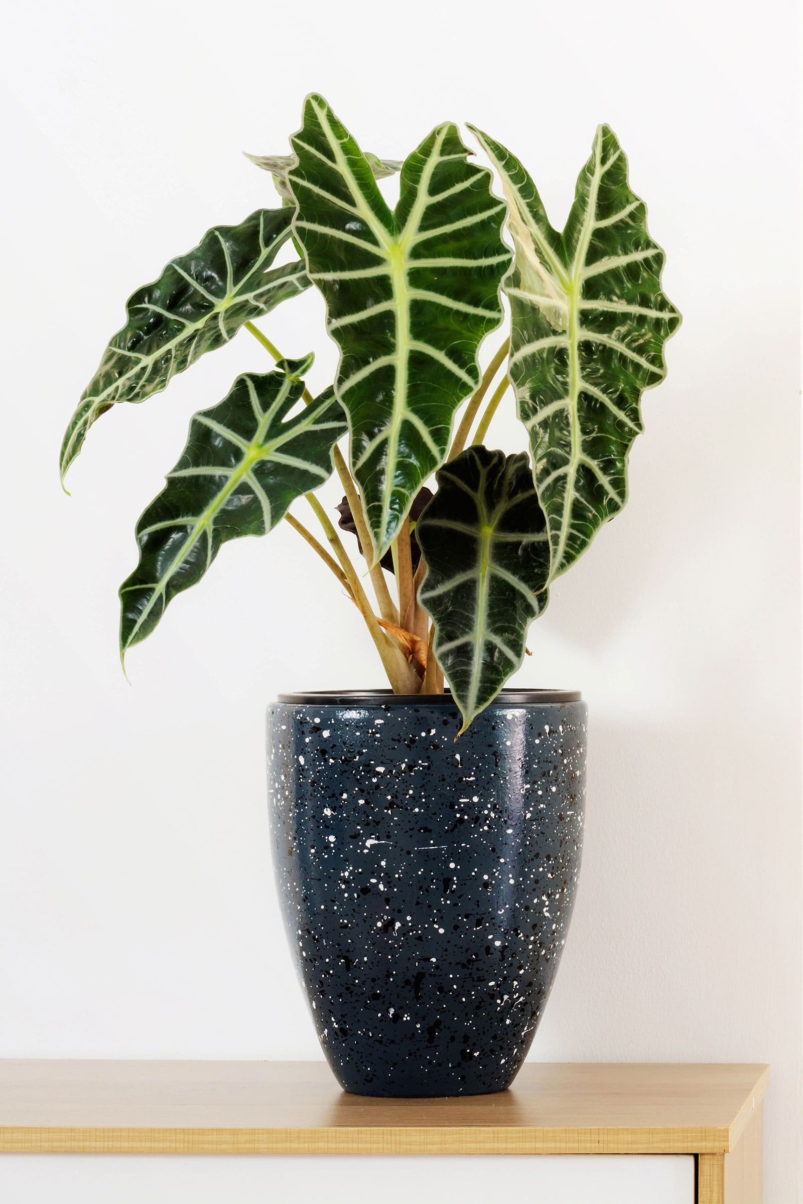 Alocasia Polly houseplant in a black speckled container on a wooden shelf