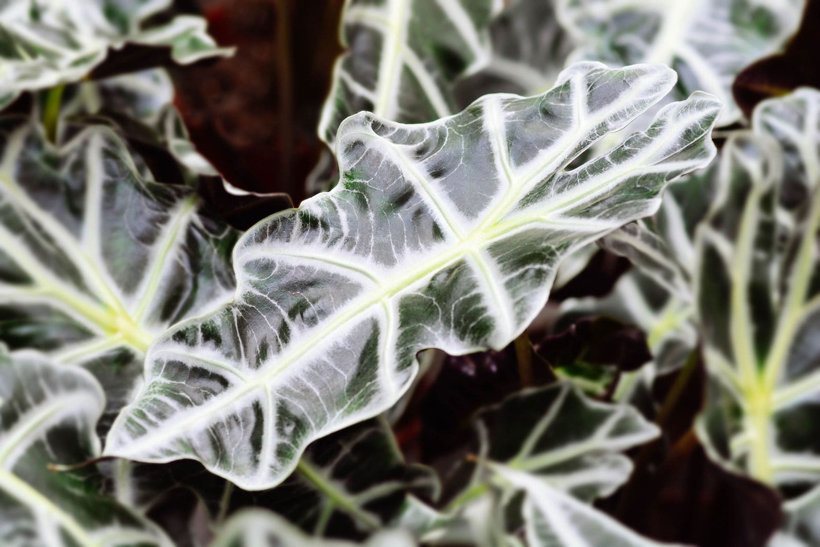 Close-up of Alocasia amazonica Polly leaf with prominent cream midribs