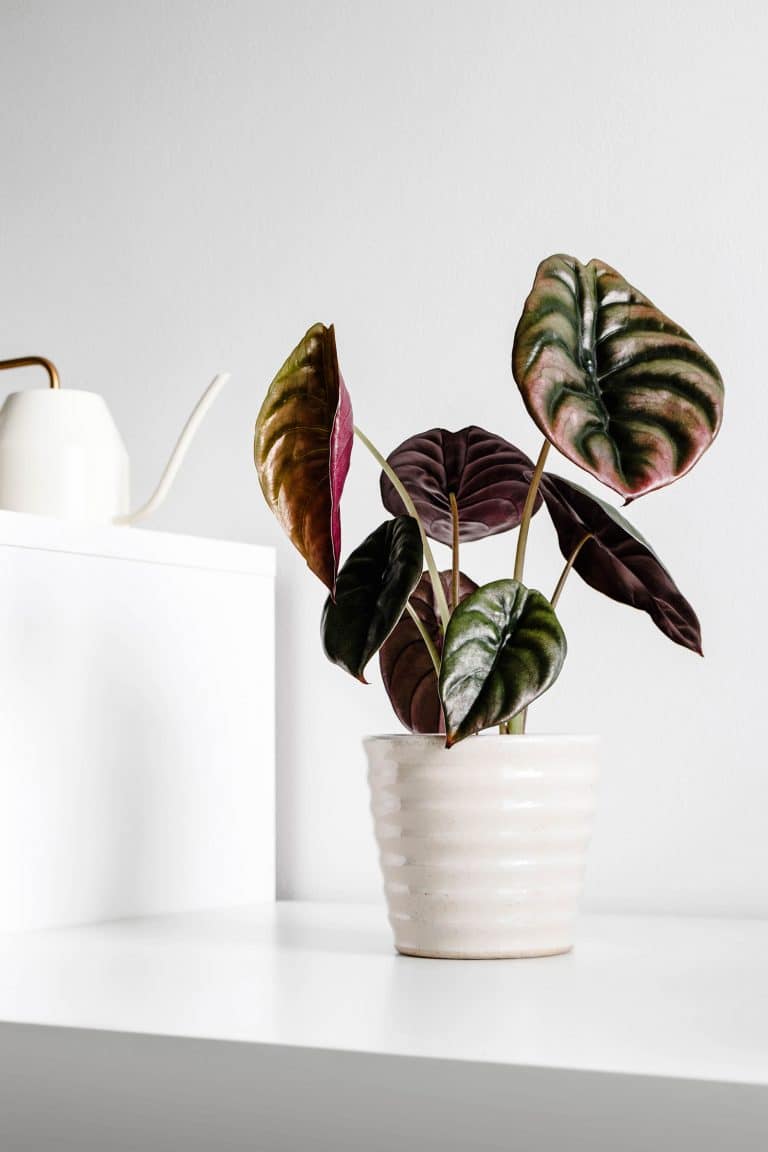 Gorgeous Alocasia varieties to grow at home (with pictures)