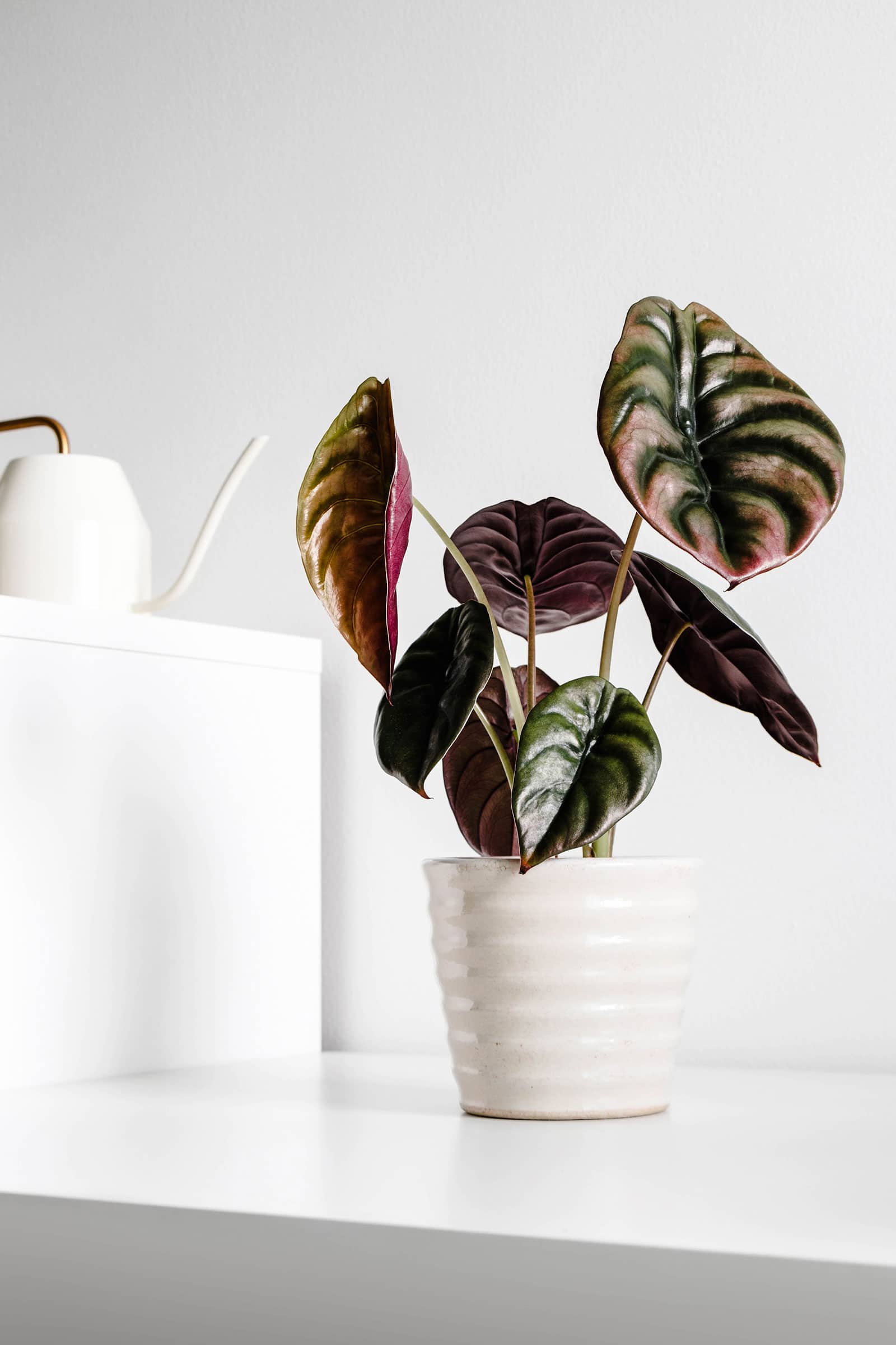 Gorgeous Alocasia varieties to grow at home (with pictures)