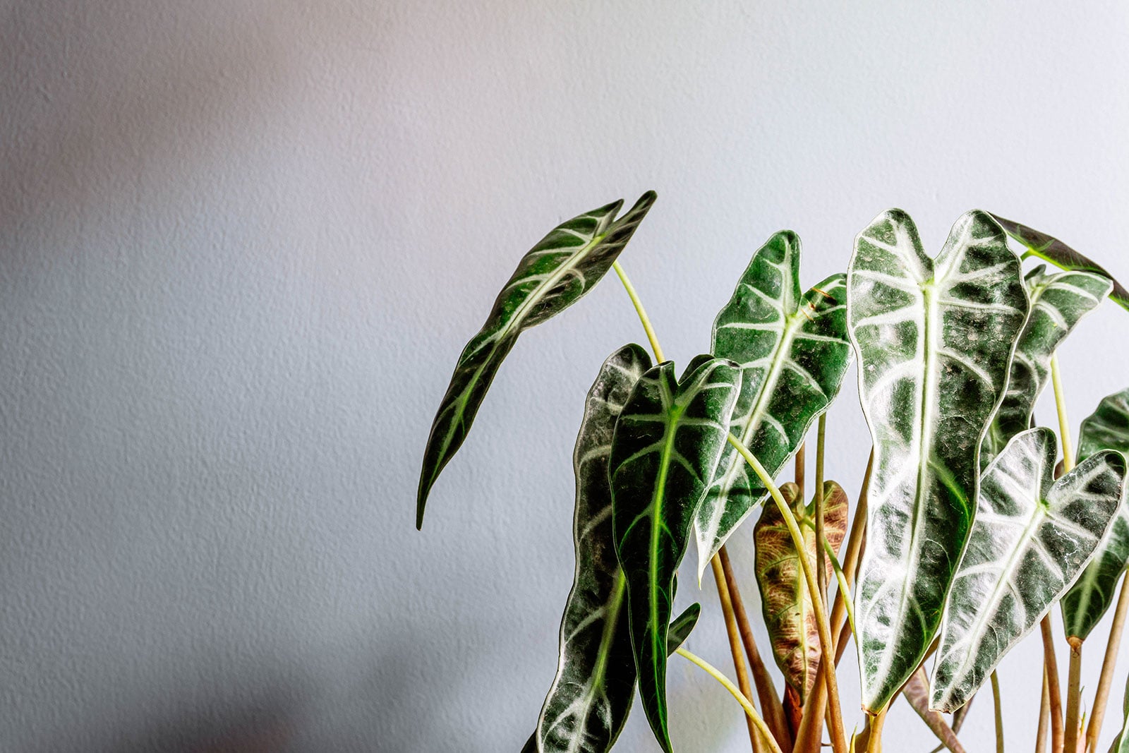 Alocasia houseplant set against a white wall with faint shadows