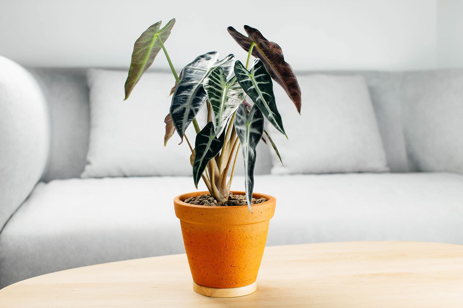 Alocasia amazonica 'Bambino' plant in a terracotta pot displayed on a coffee table with a gray couch in the background