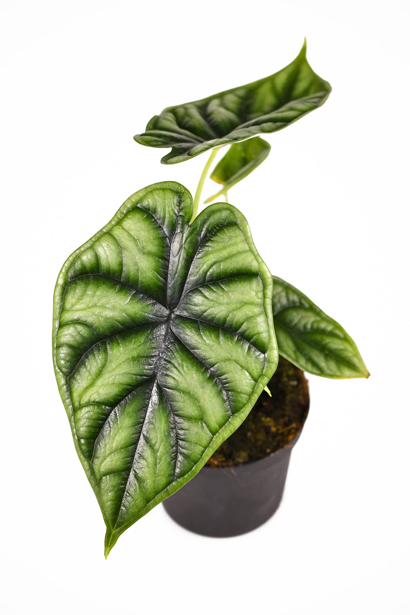 Alocasia baginda 'Dragon Scale' plant in a black nursery pot set against a white background