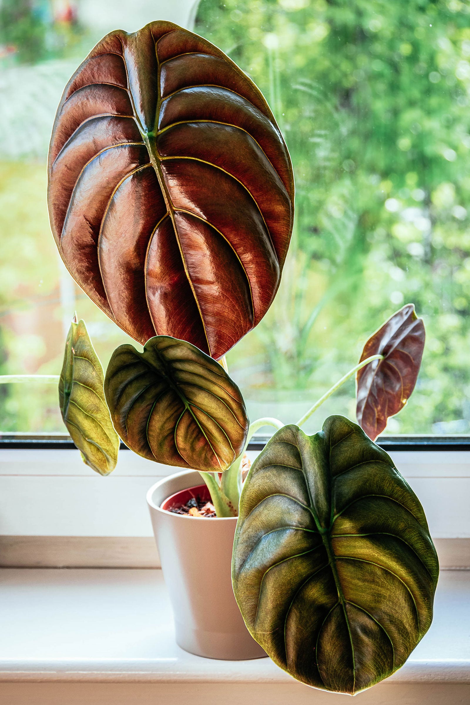 Alocasia cuprea 'Red Secret' houseplant in a white pot sitting on a sunny windowsill